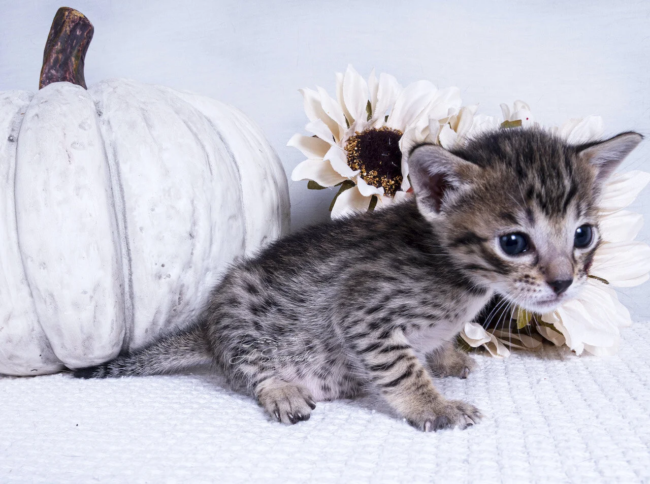 Wylee cute kitten sale home spots serval savannah A1Savannahs fluffy fun loving 