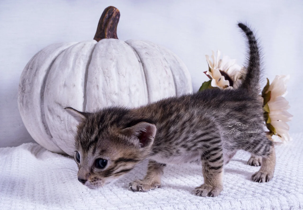 Wylee cute kitten sale home spots serval savannah A1Savannahs fluffy fun loving 