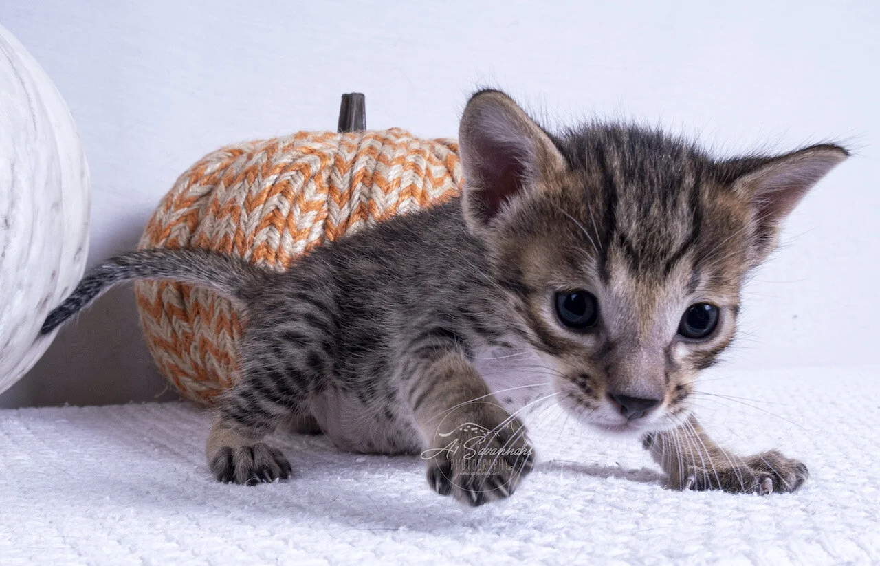 A1Savannahs F7 Kitten Savannah cat playful cute spots serval sale home love 
