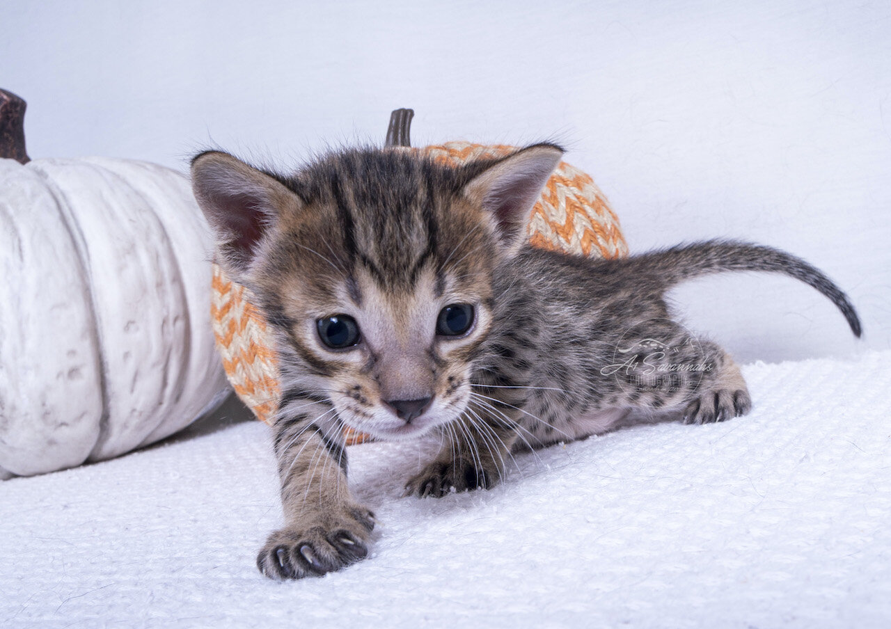 A1Savannahs F7 Kitten Savannah cat playful cute spots serval sale home love 