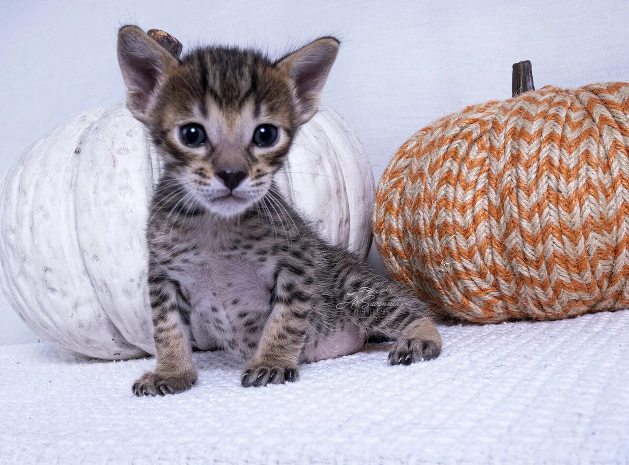 cute savannah cat