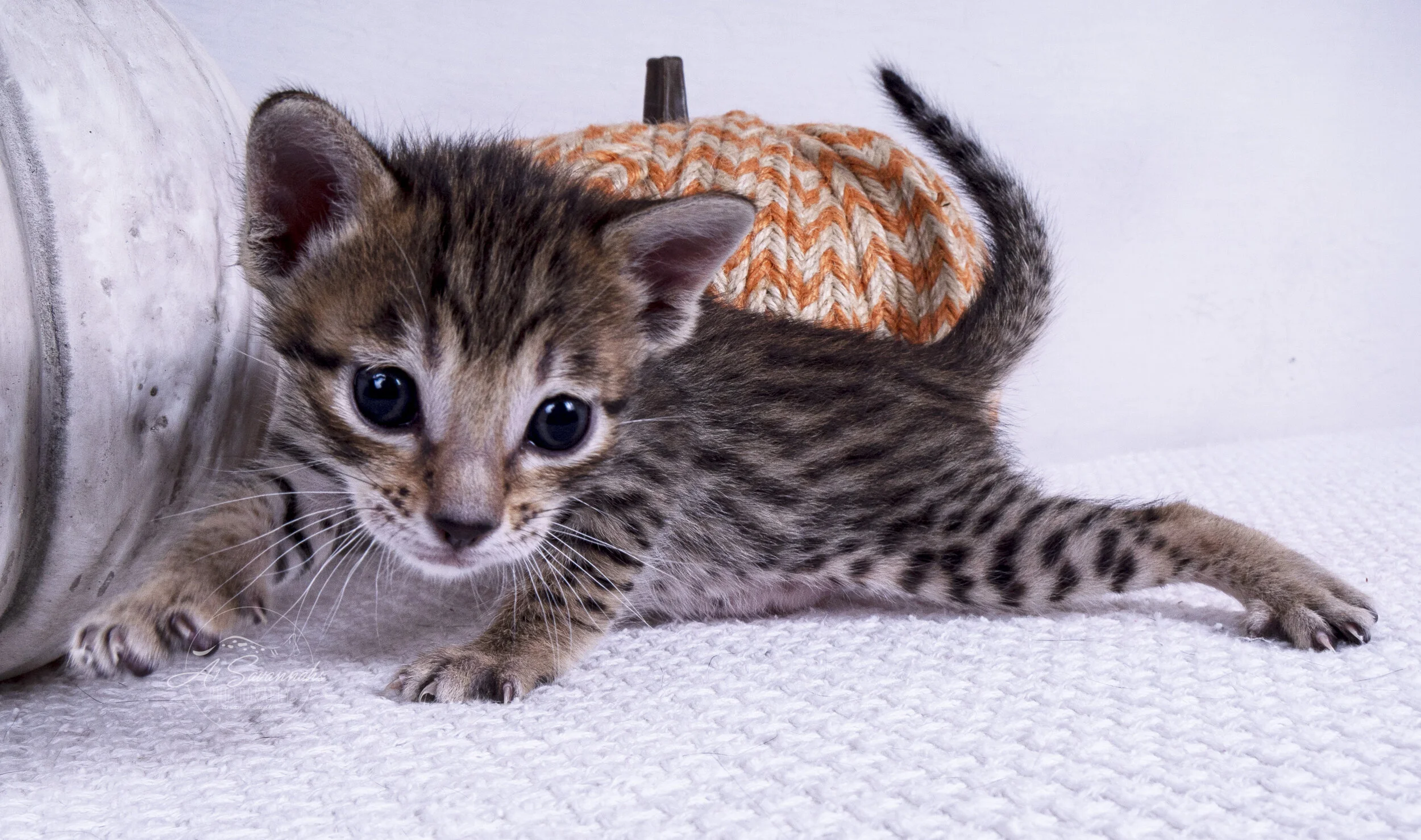 Wesley cute kitten male savannah sale cat A1savannahs playful curious spots fun 