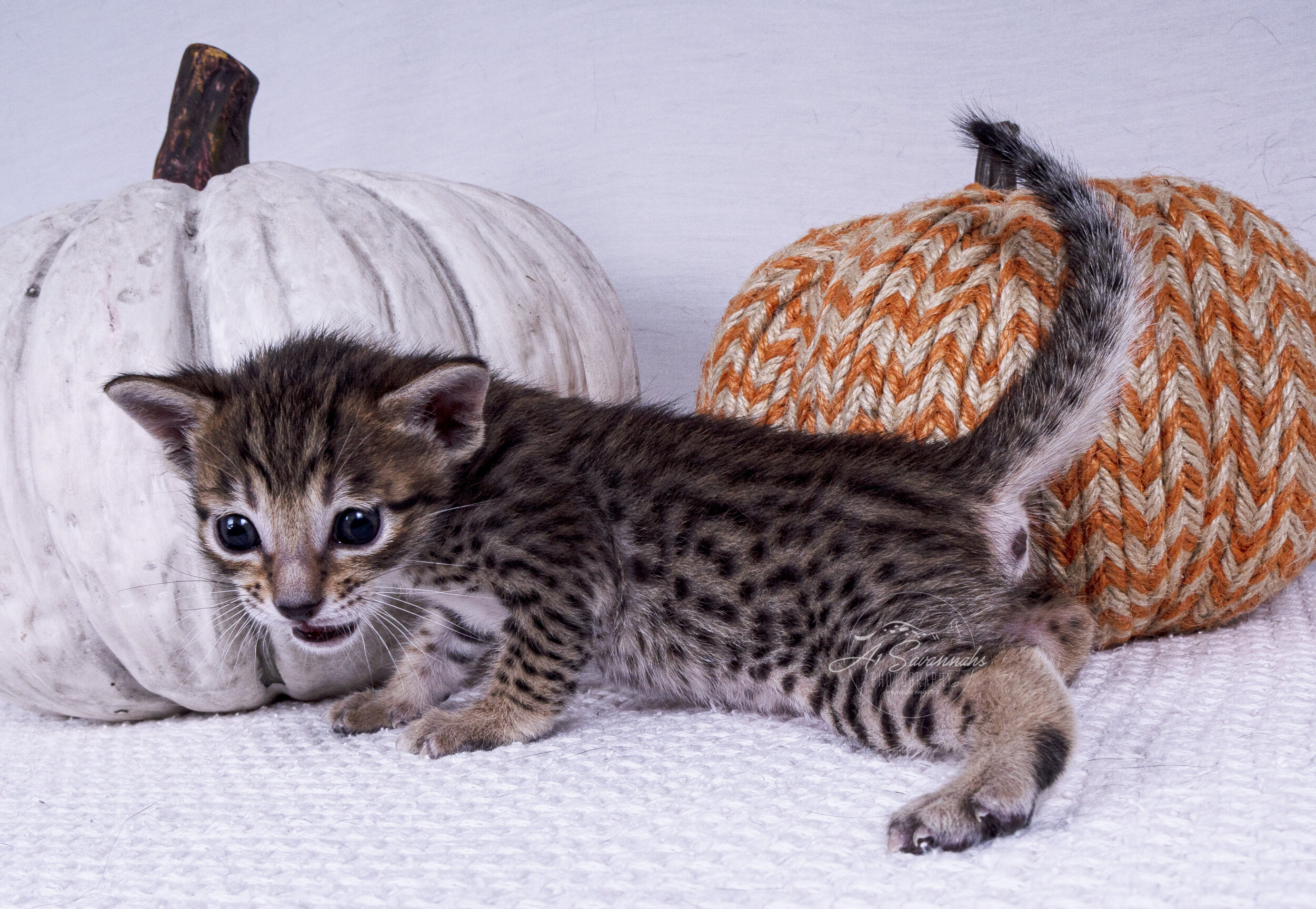 Wesley cute kitten male savannah sale cat A1savannahs playful curious spots fun 