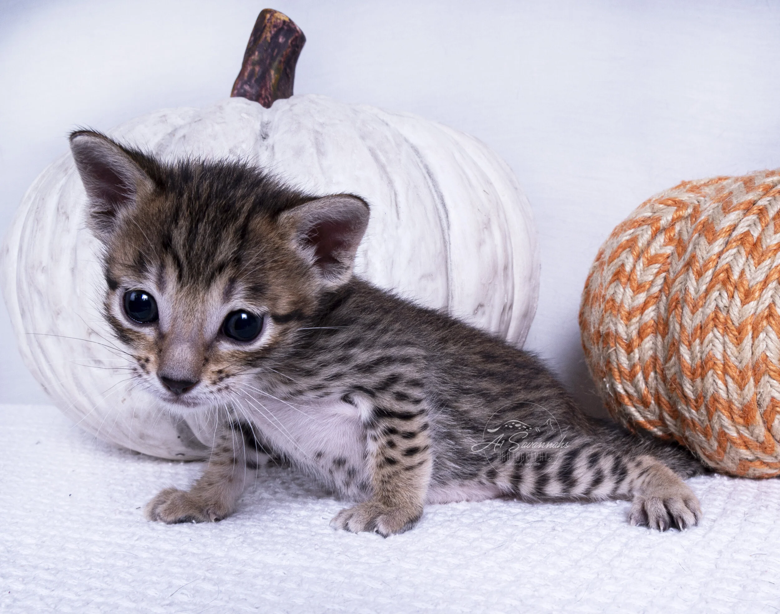 Wesley cute kitten male savannah sale cat A1savannahs playful curious spots fun 