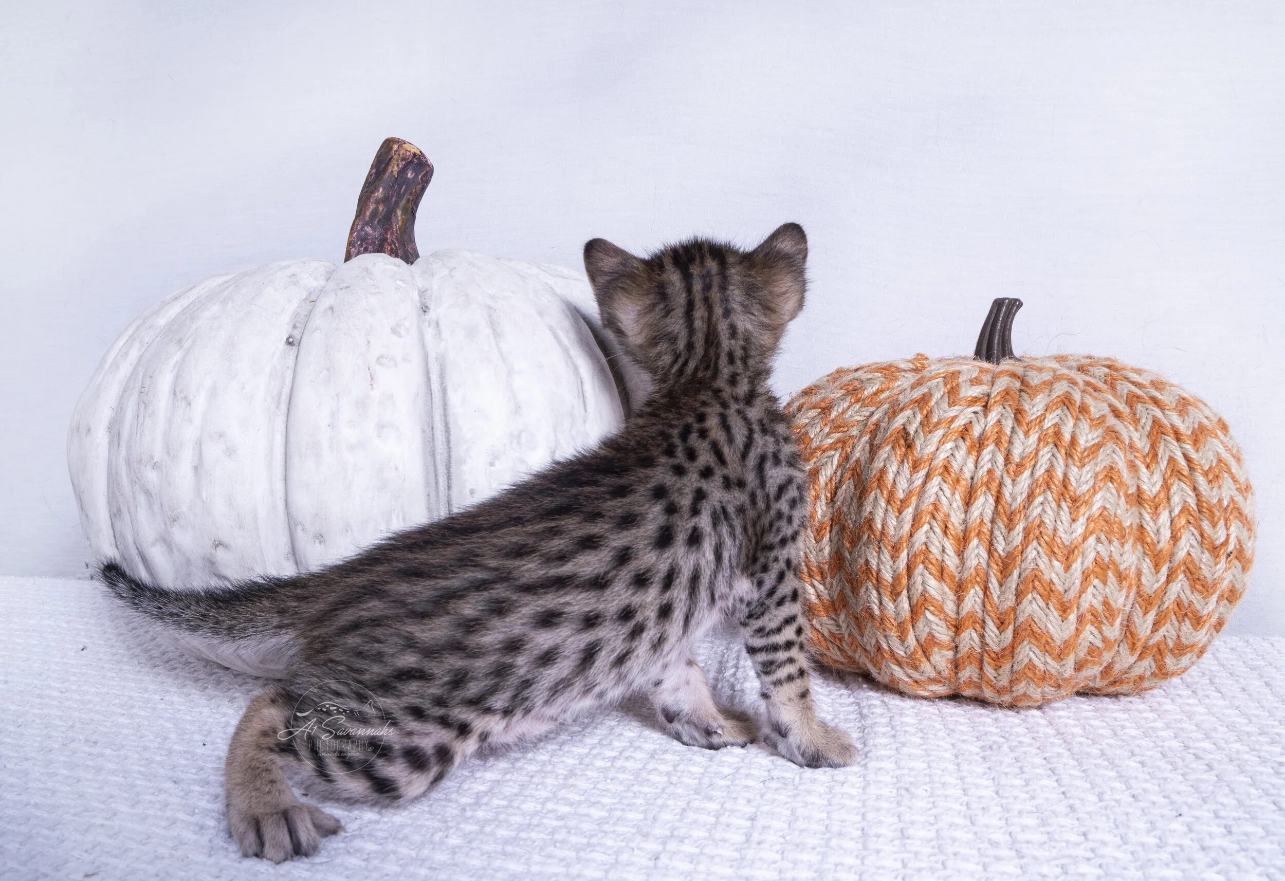 Wesley cute kitten male savannah sale cat A1savannahs playful curious spots fun 