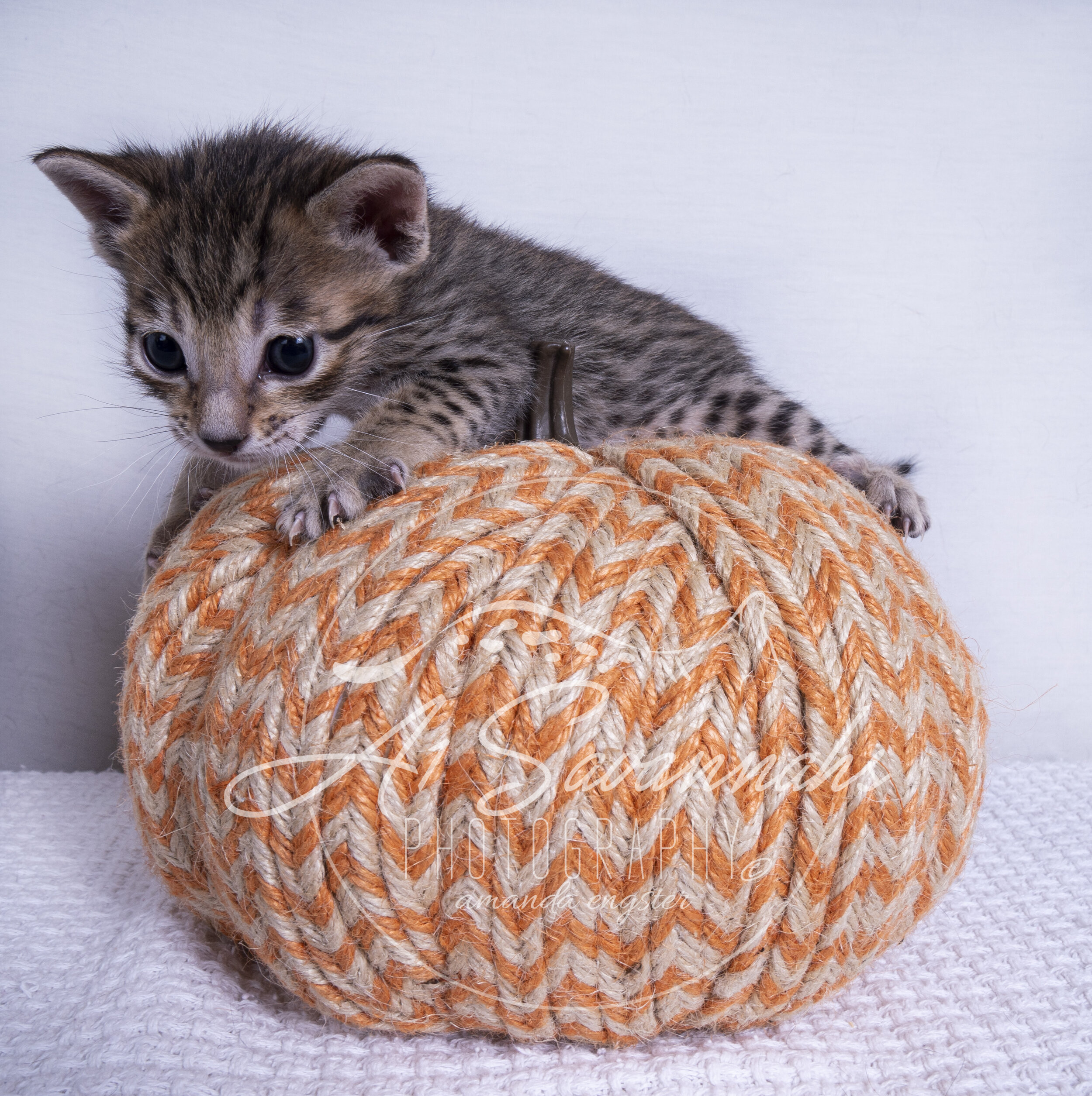 Wesley cute kitten male savannah sale cat A1savannahs playful curious spots fun 