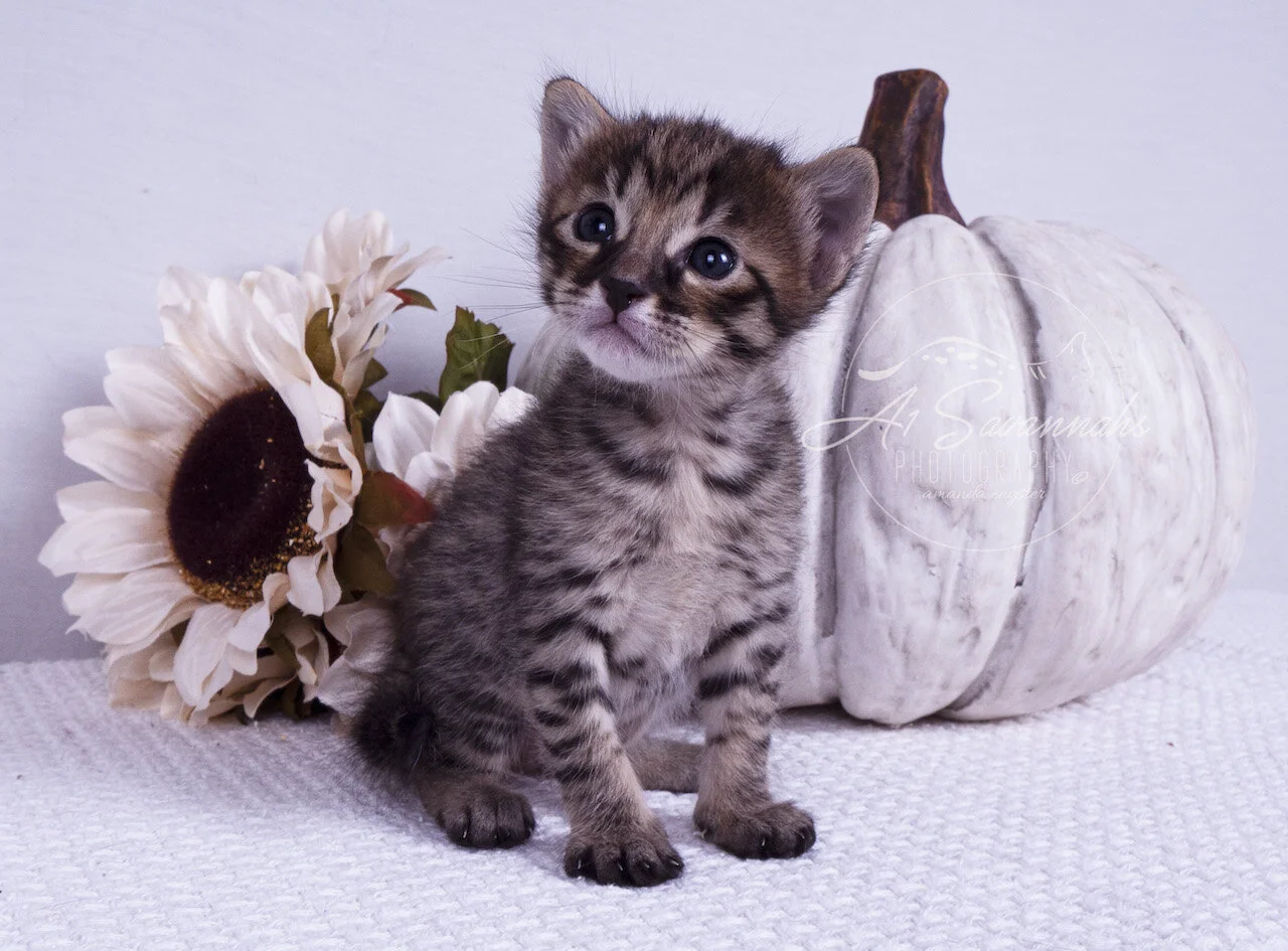 cat kitten sale savannah a1savannahs cute fluffy furry stripes spots pet F5