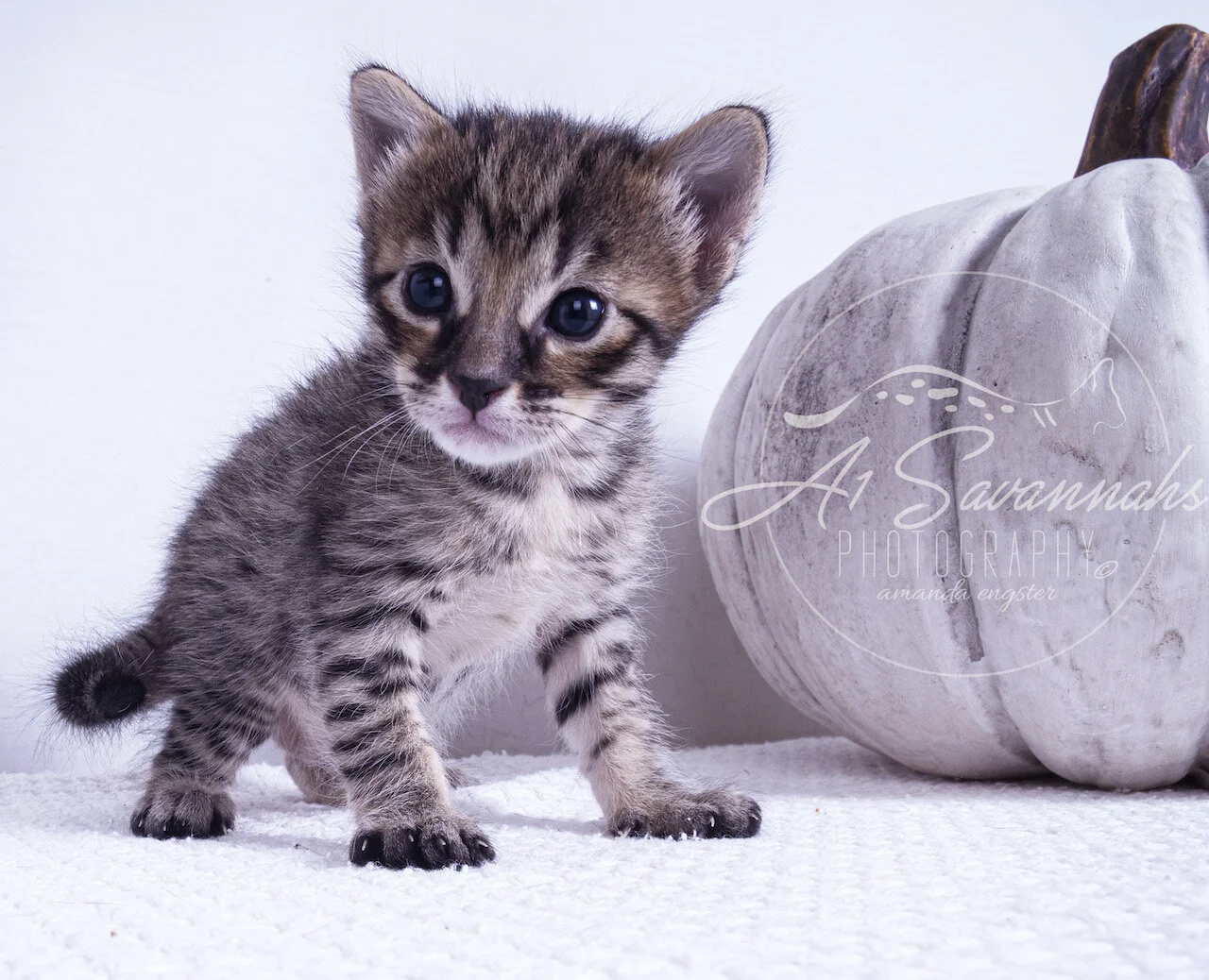 cat kitten sale savannah a1savannahs cute fluffy furry stripes spots pet F5