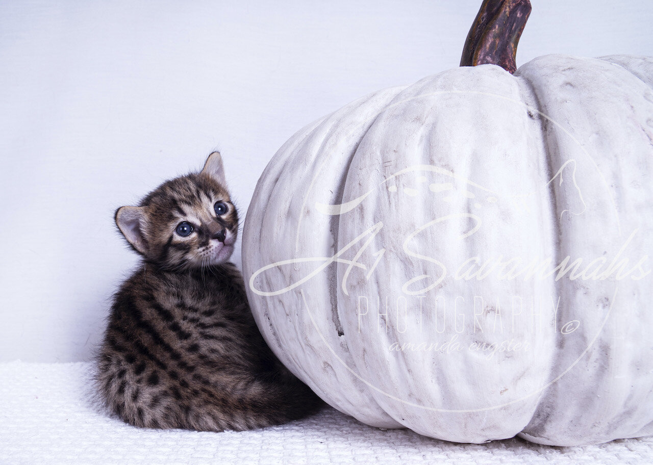 cat kitten sale savannah a1savannahs cute fluffy furry stripes spots pet F5