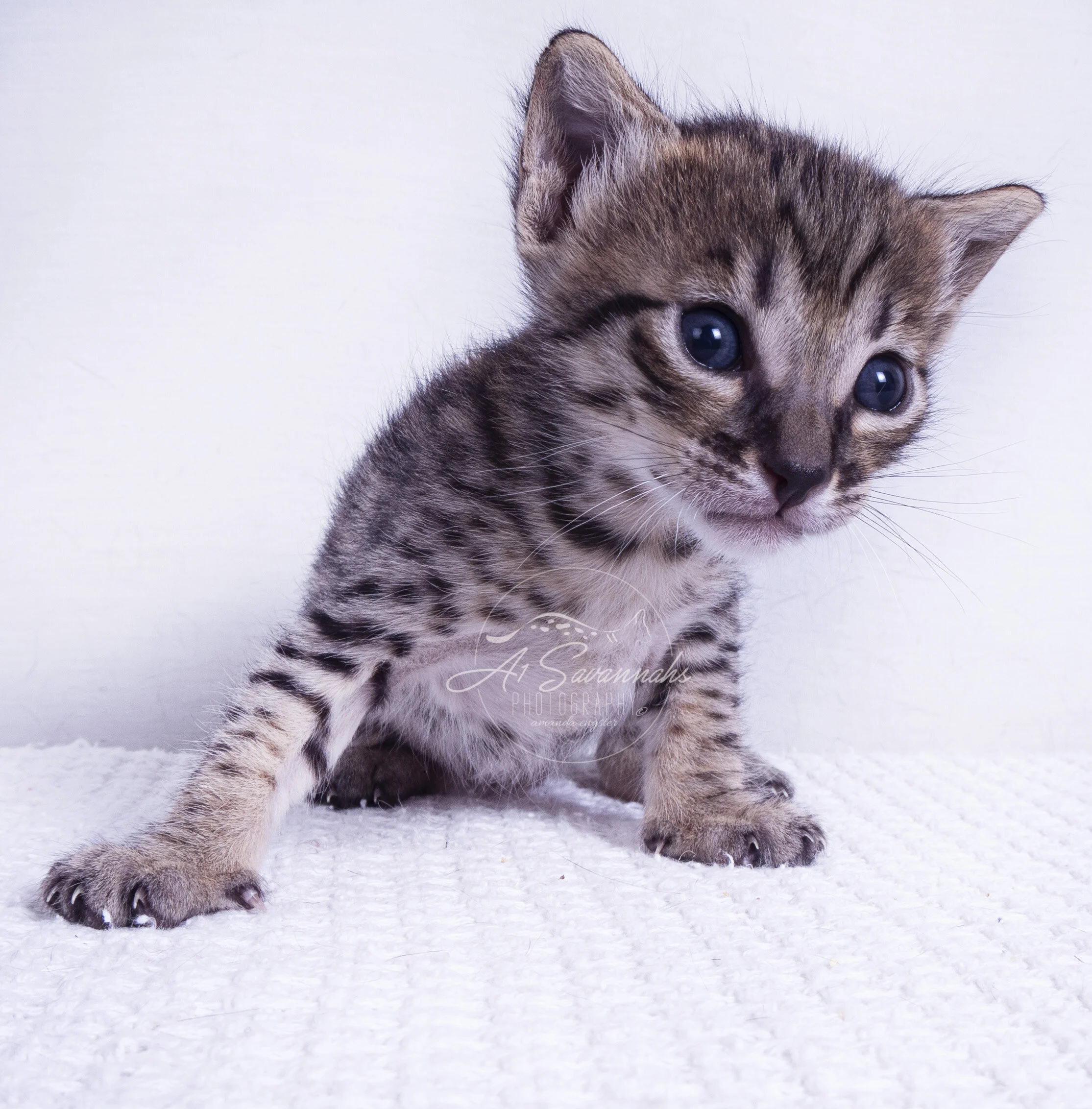 male savannah cat kitten pet stripes spots A1 A1Savannahs cute playful sale 