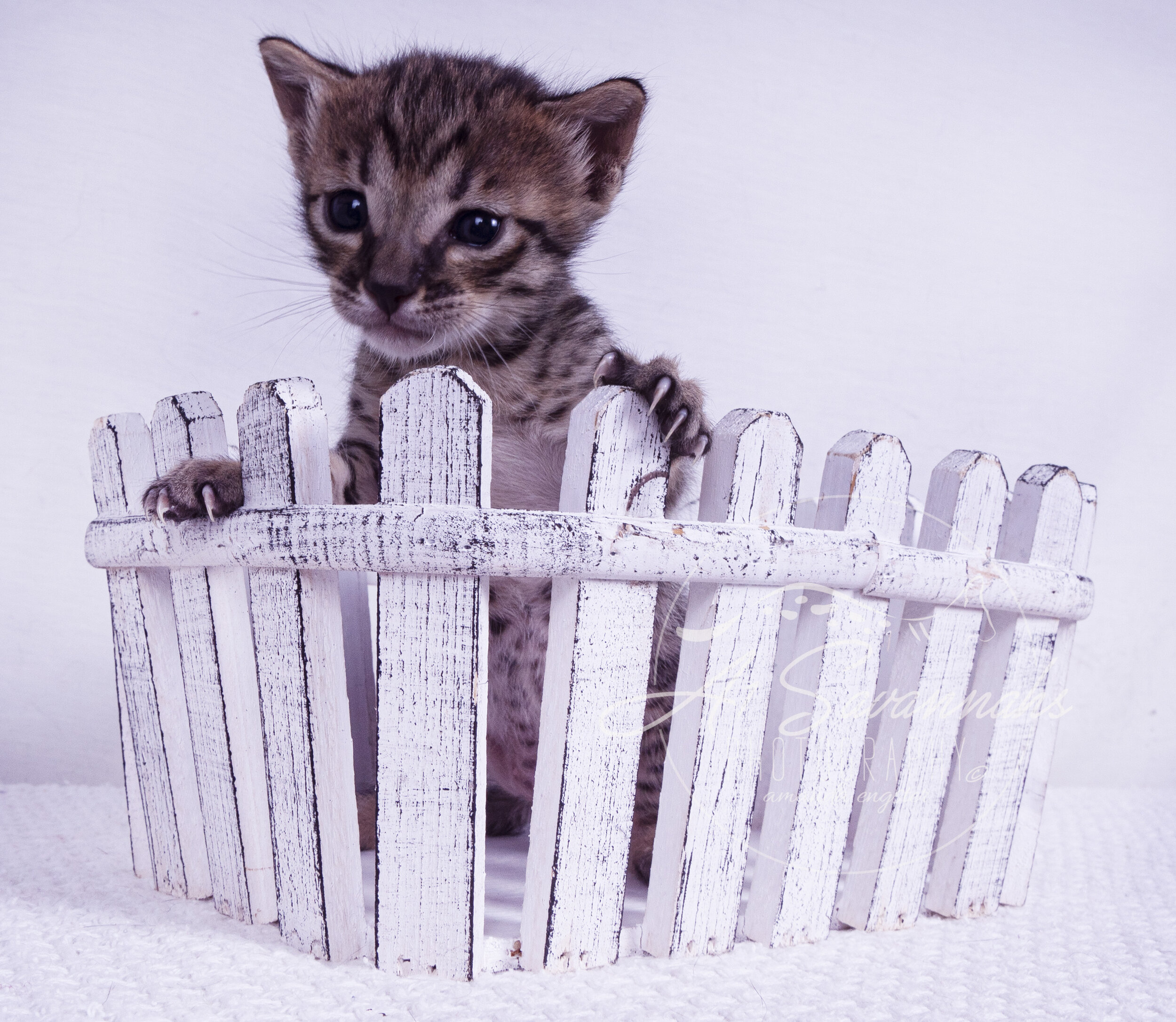 male savannah cat kitten pet stripes spots A1 A1Savannahs cute playful sale 