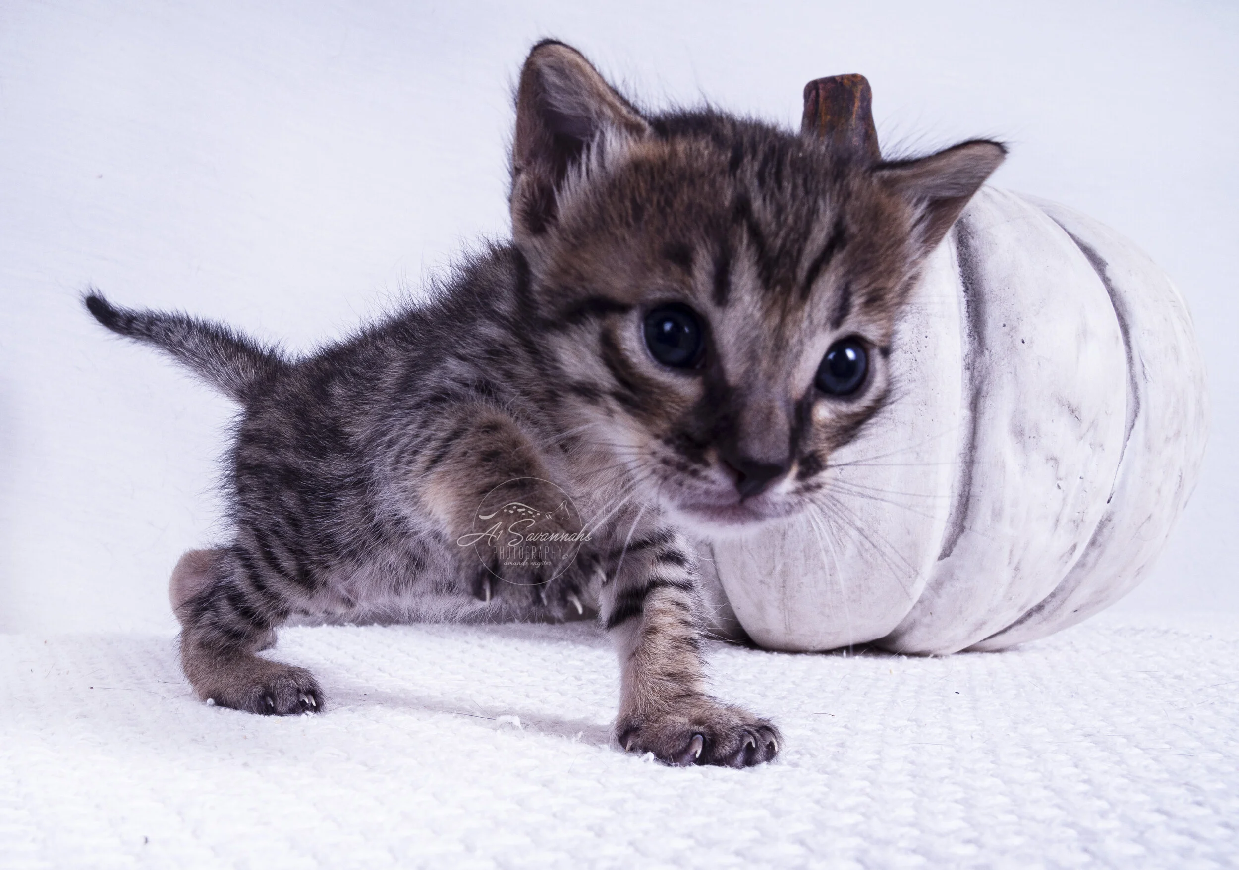 male savannah cat kitten pet stripes spots A1 A1Savannahs cute playful sale 