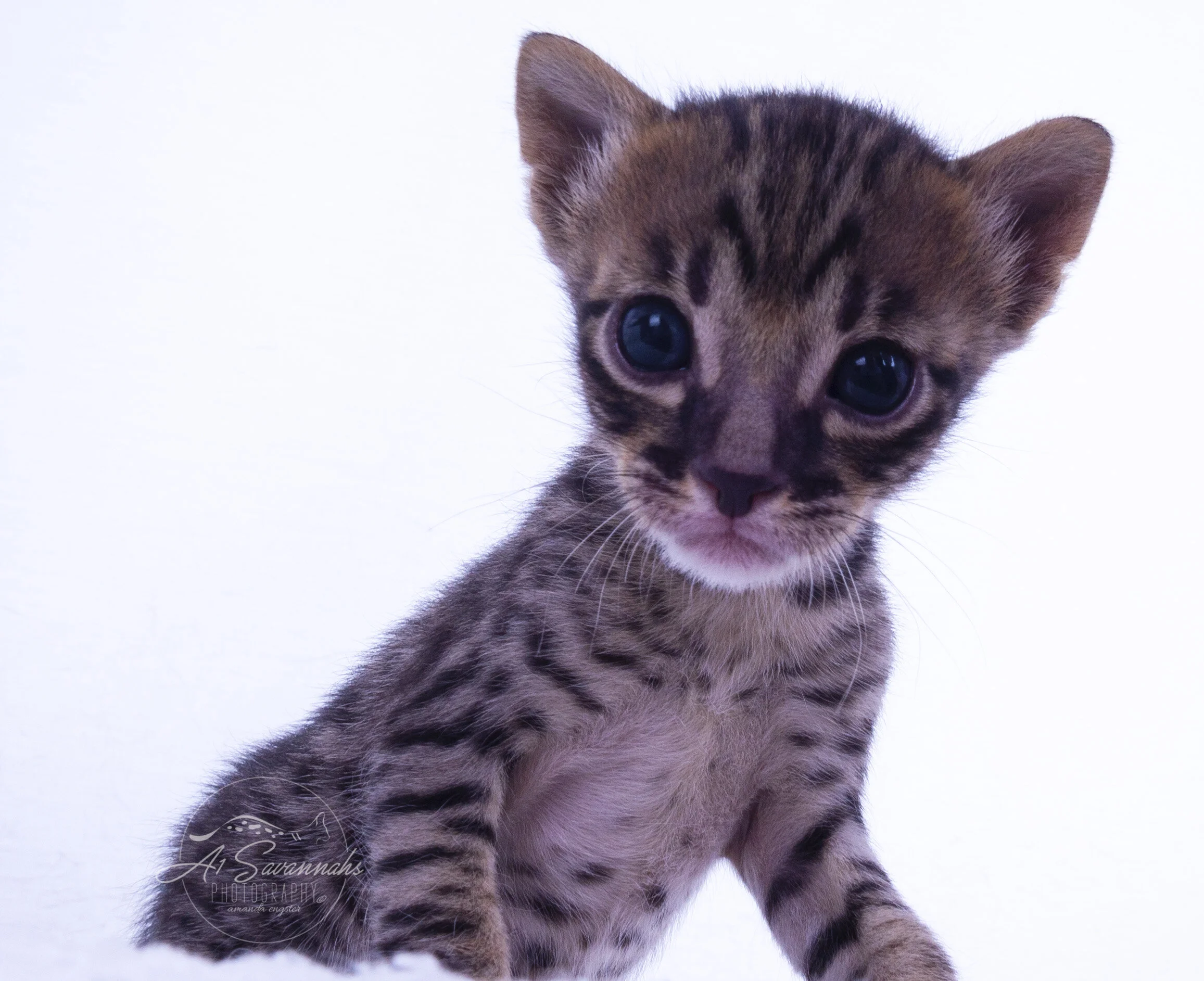 male savannah cat kitten pet stripes spots A1 A1Savannahs cute playful sale 