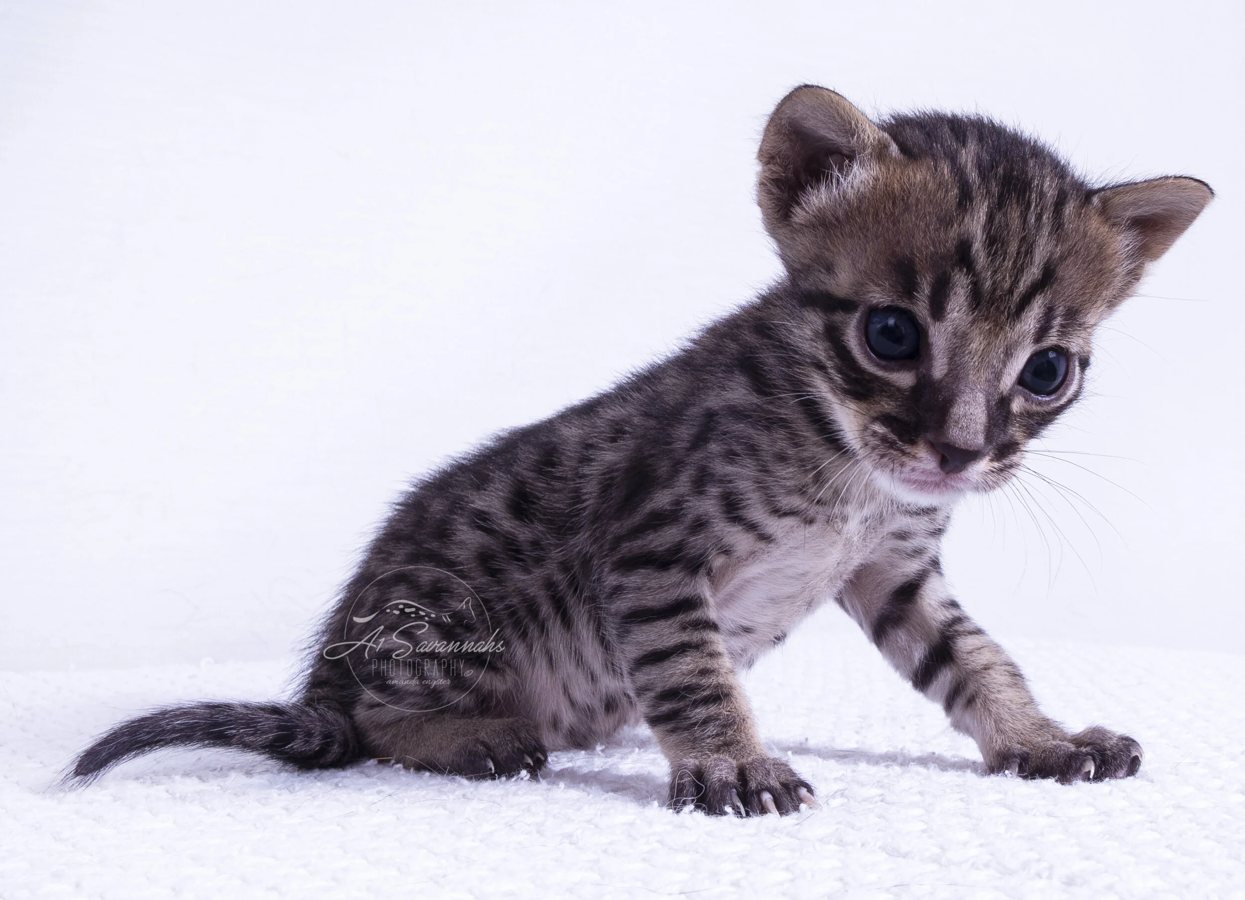 male savannah cat kitten pet stripes spots A1 A1Savannahs cute playful sale 