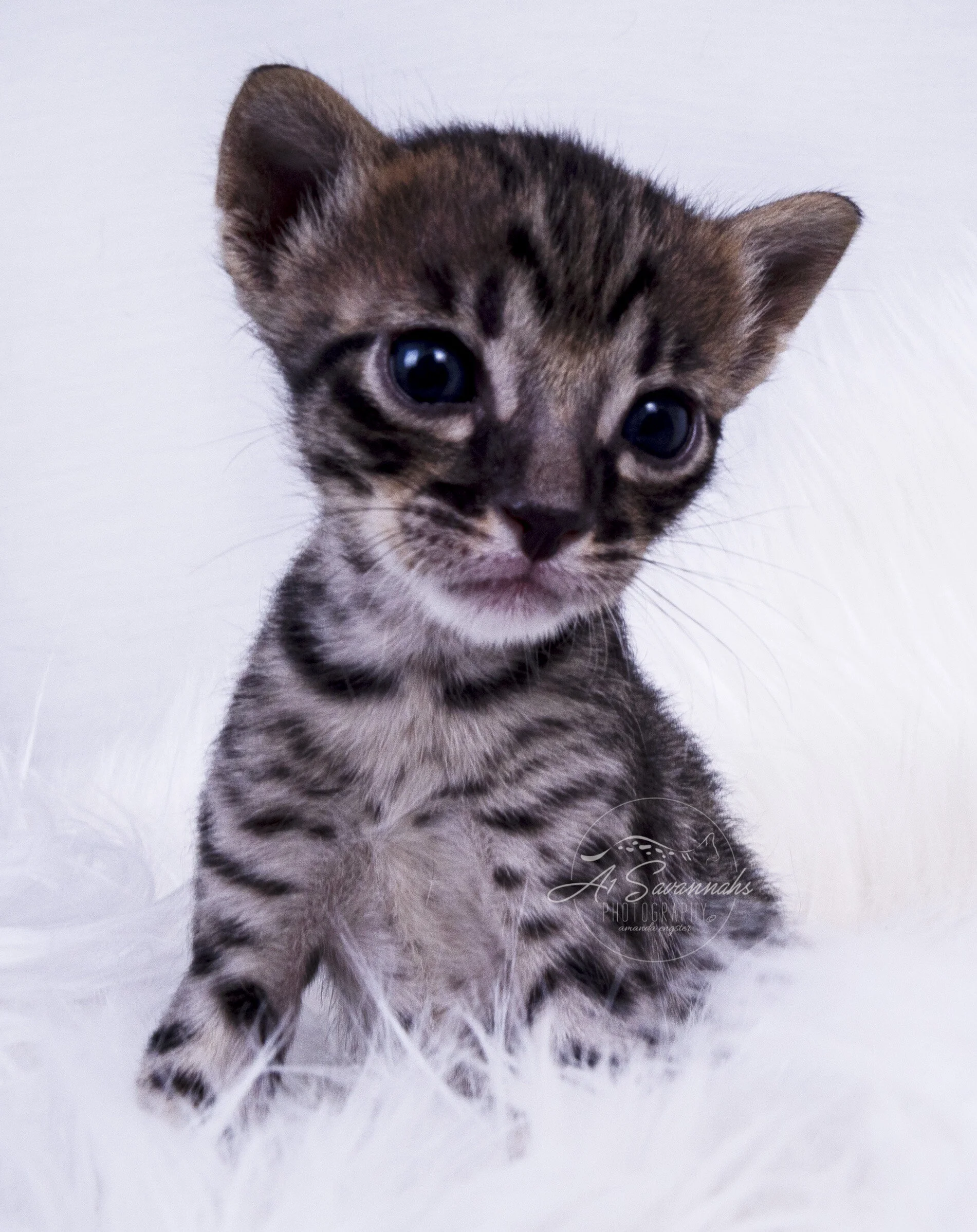 male savannah cat kitten pet stripes spots A1 A1Savannahs cute playful sale 