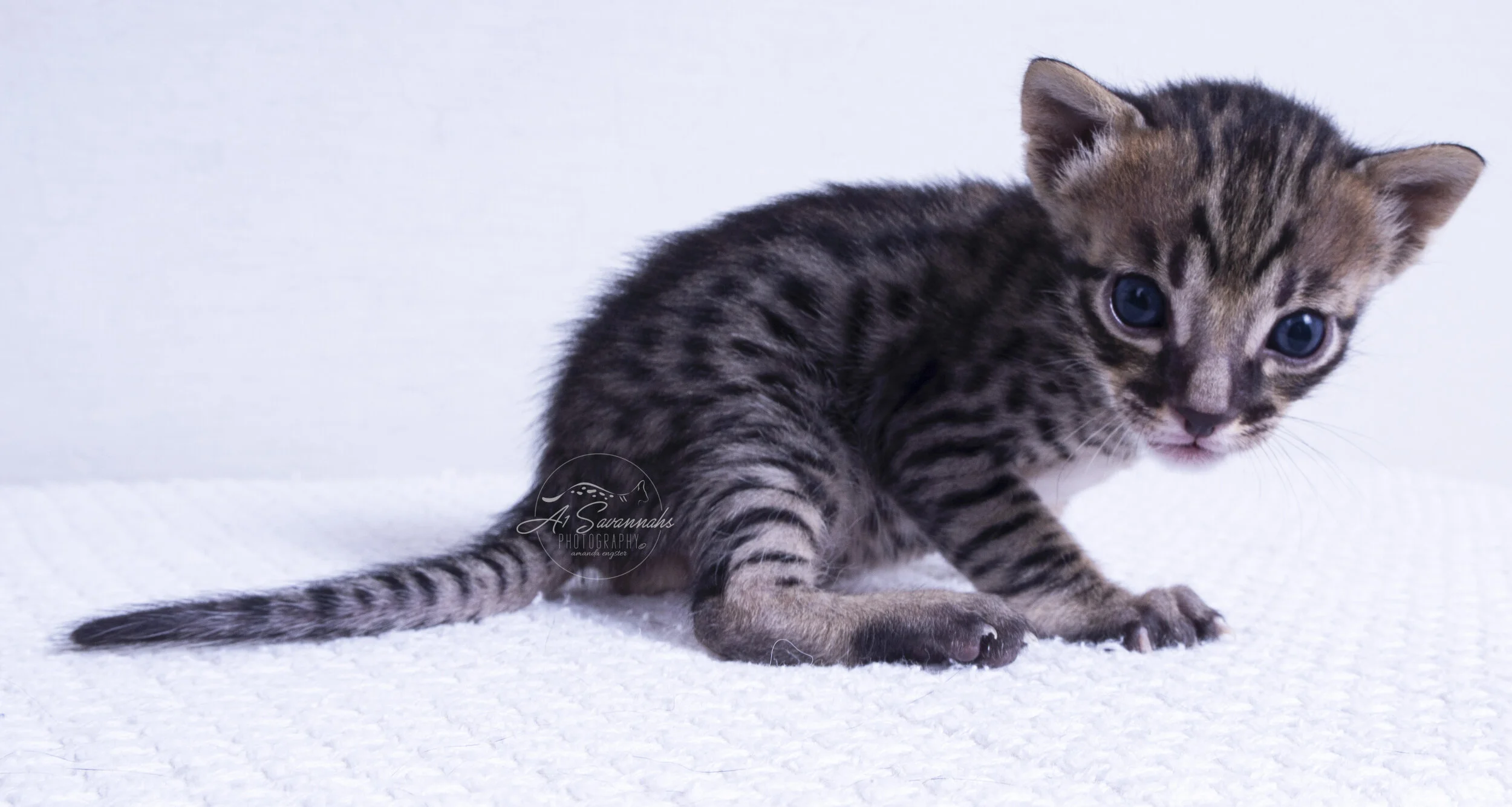 male savannah cat kitten pet stripes spots A1 A1Savannahs cute playful sale 