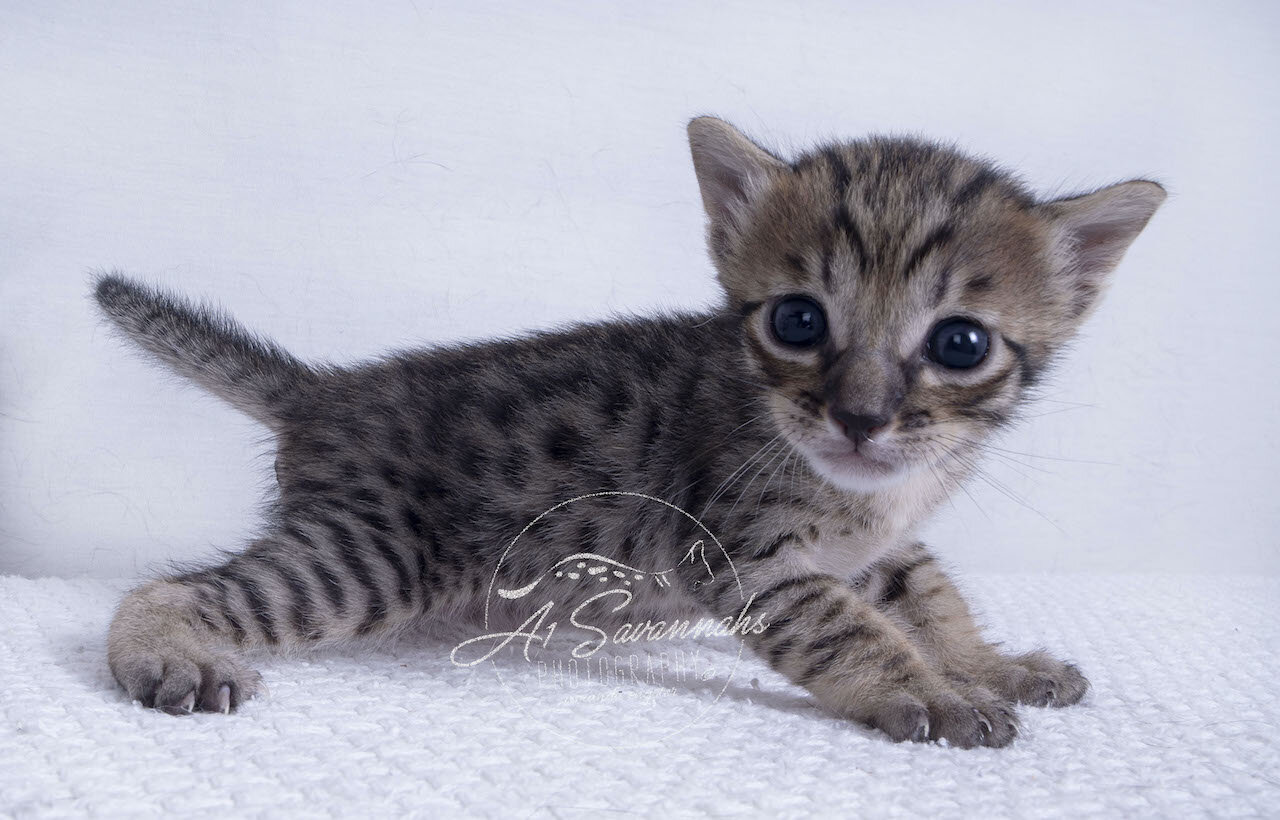 F5 Kitten male cat playful curious pet  savannah A1 A1savannahs 