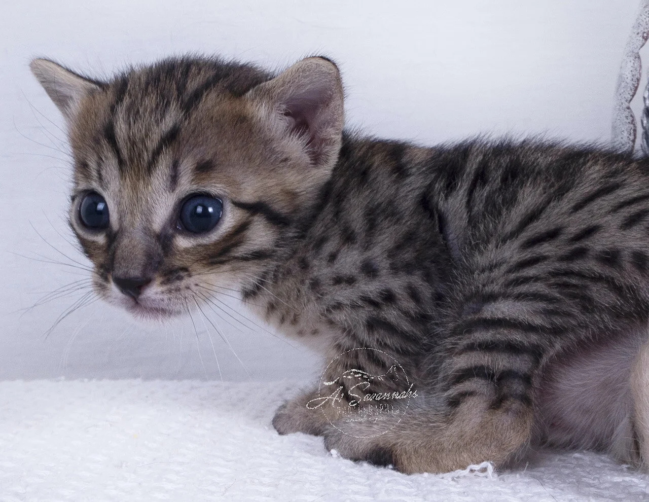 F5 Kitten male cat playful curious pet  savannah A1 A1savannahs 