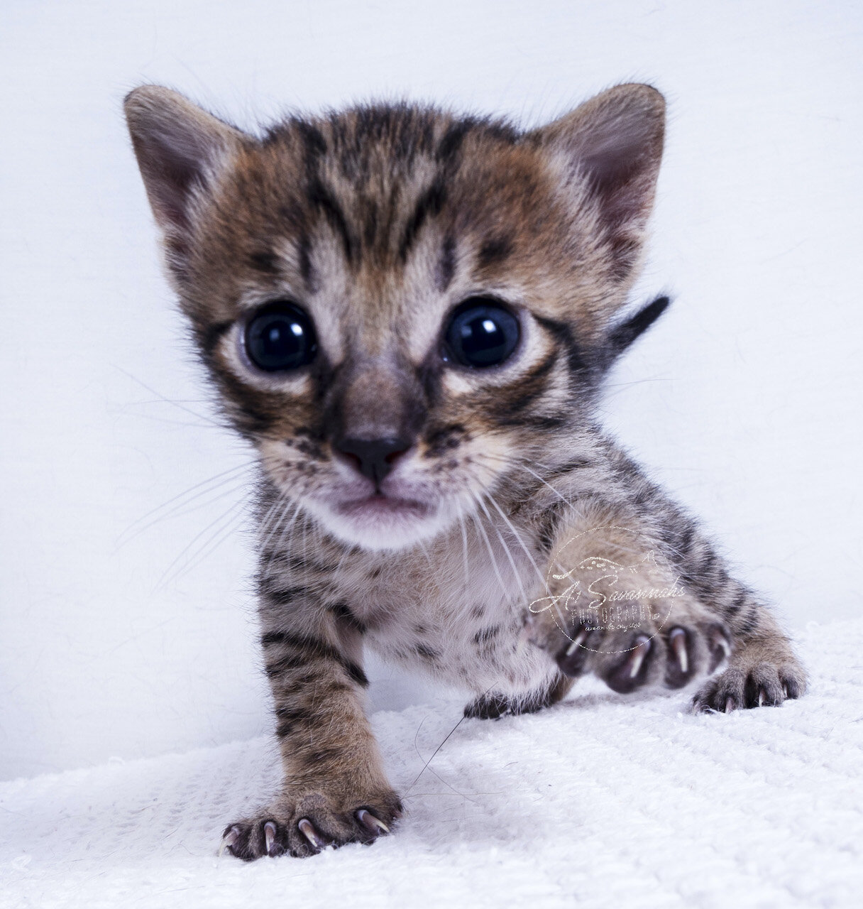 F5 Kitten male cat playful curious pet  savannah A1 A1savannahs 