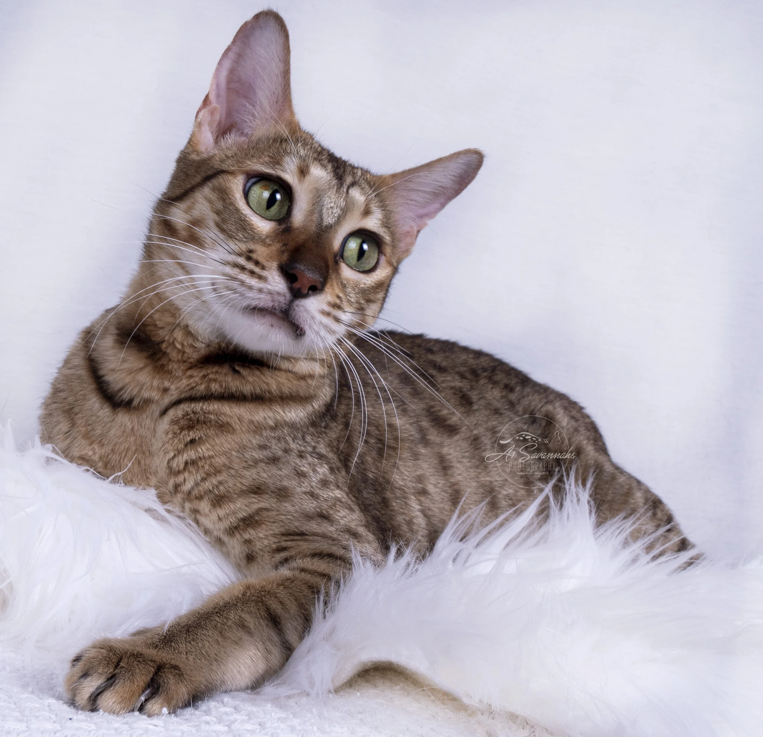 Makenna Breeding Female mom kitten breed savannah spots a1 a1savannahs cat pet F6