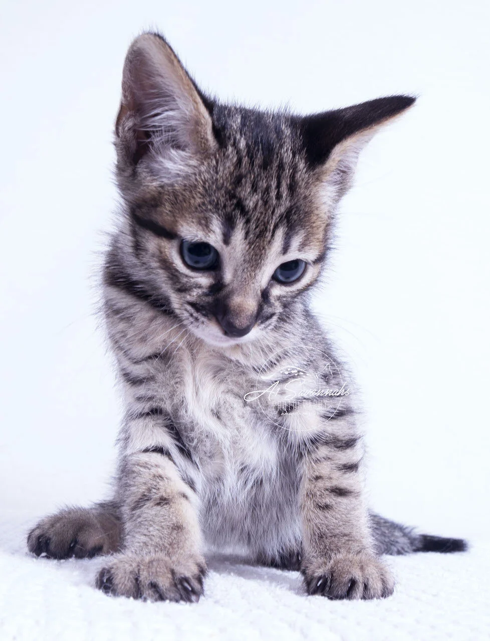 F3 Kitten cat pet savannah a1savannahs cute cuddly sweet  sale new pet