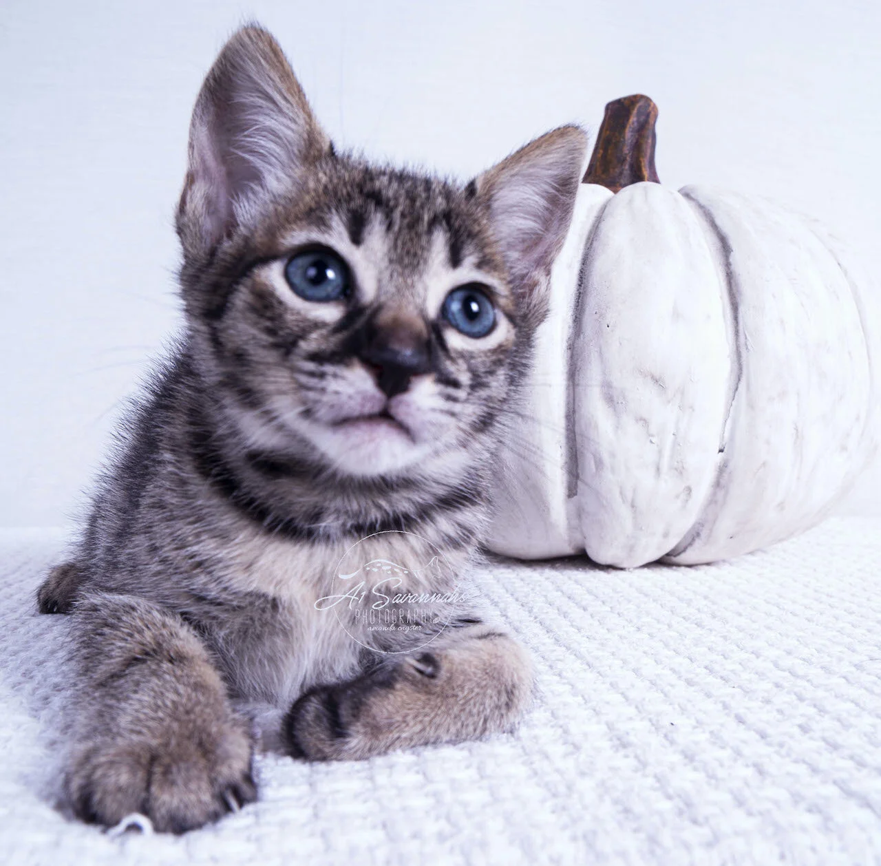 F3 Kitten cat pet savannah a1savannahs cute cuddly sweet  sale new pet