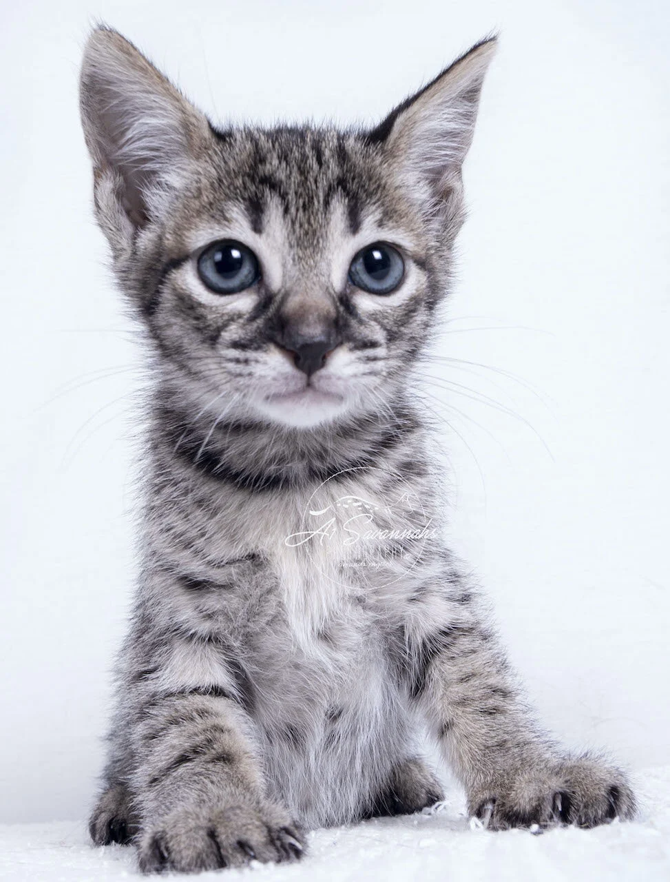 F3 Kitten cat pet savannah a1savannahs cute cuddly sweet  sale new pet