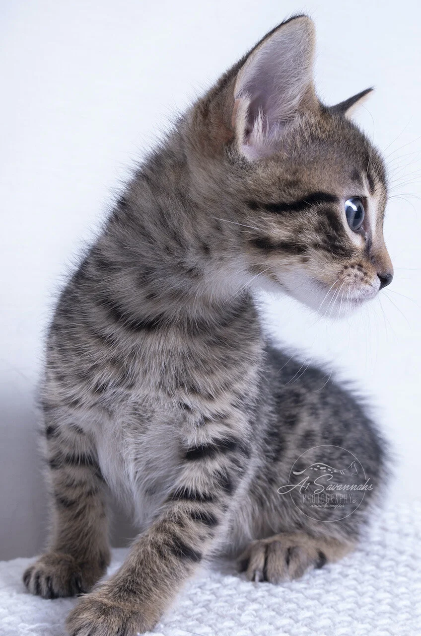 F6 Savannah cat kitten sale cute playful fluffy a1savannahs breeder breeding trump biden obama pet new sale