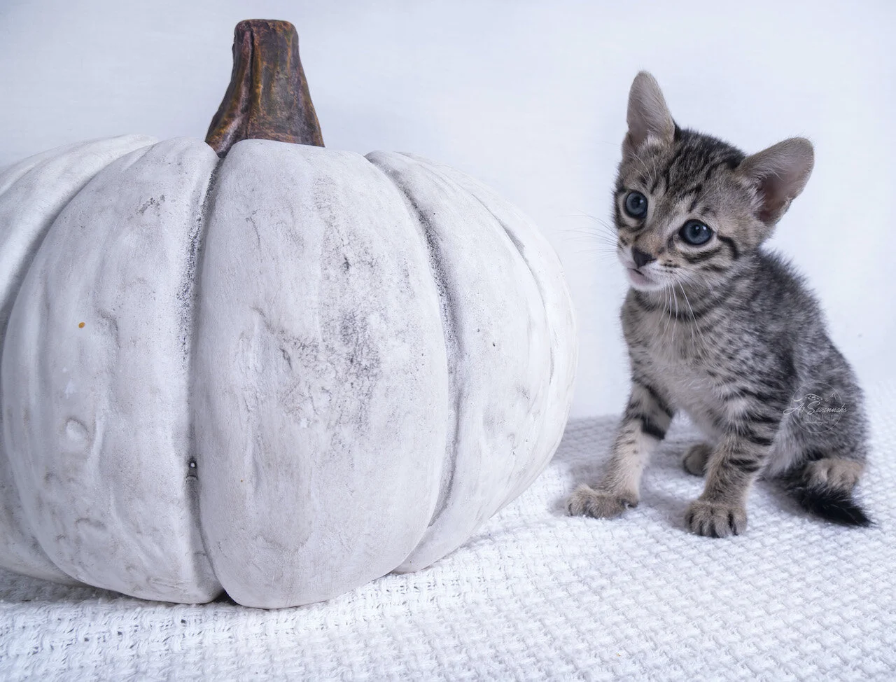 savannah cat kitten f6 a1savannahs savannahs new breeder breed breeding pet sale fluffy spots stripes