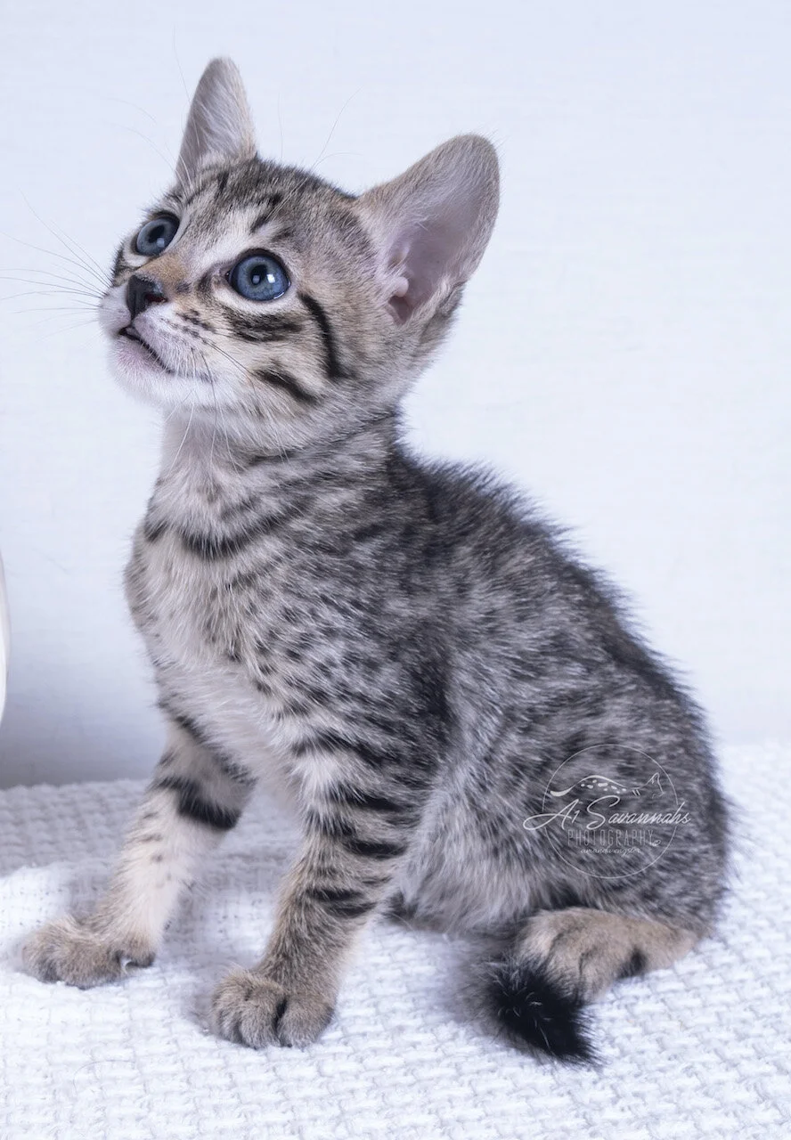 savannah cat kitten f6 a1savannahs savannahs new breeder breed breeding pet sale fluffy spots stripes
