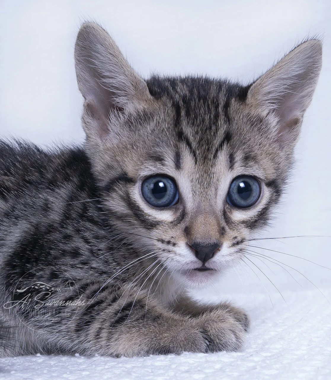 savannah cat kitten f6 a1savannahs savannahs new breeder breed breeding pet sale fluffy spots stripes