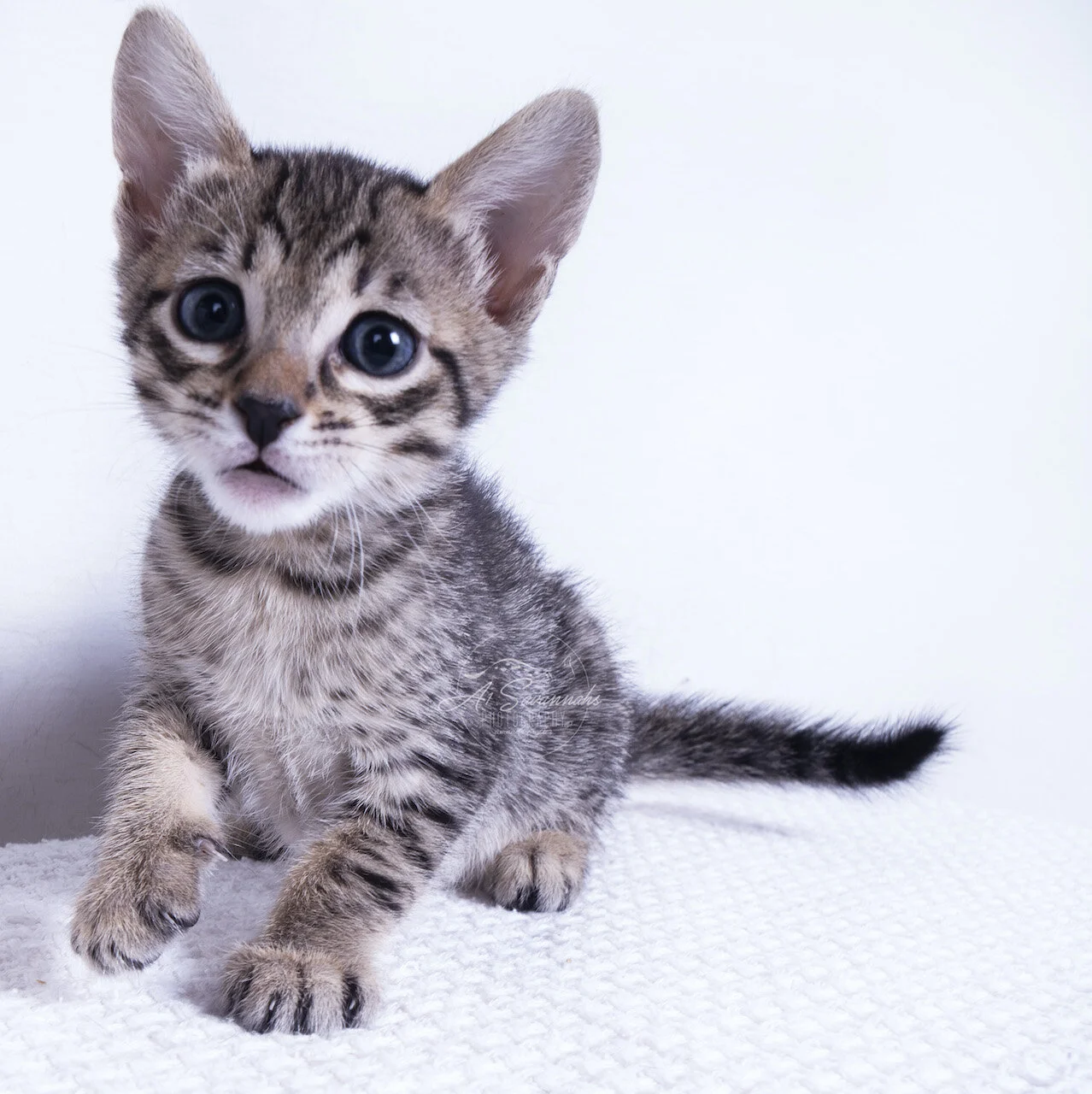 savannah cat kitten f6 a1savannahs savannahs new breeder breed breeding pet sale fluffy spots stripes