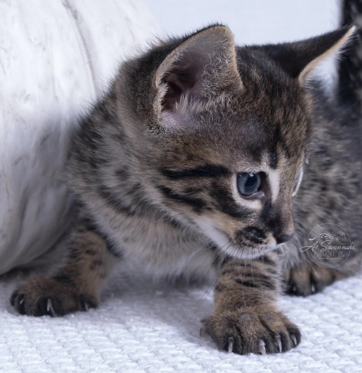 f6 savannah male cat kitten playful cute fluffy spots stripes a1savannahs sale pet breeder breed breeding obama biden trump