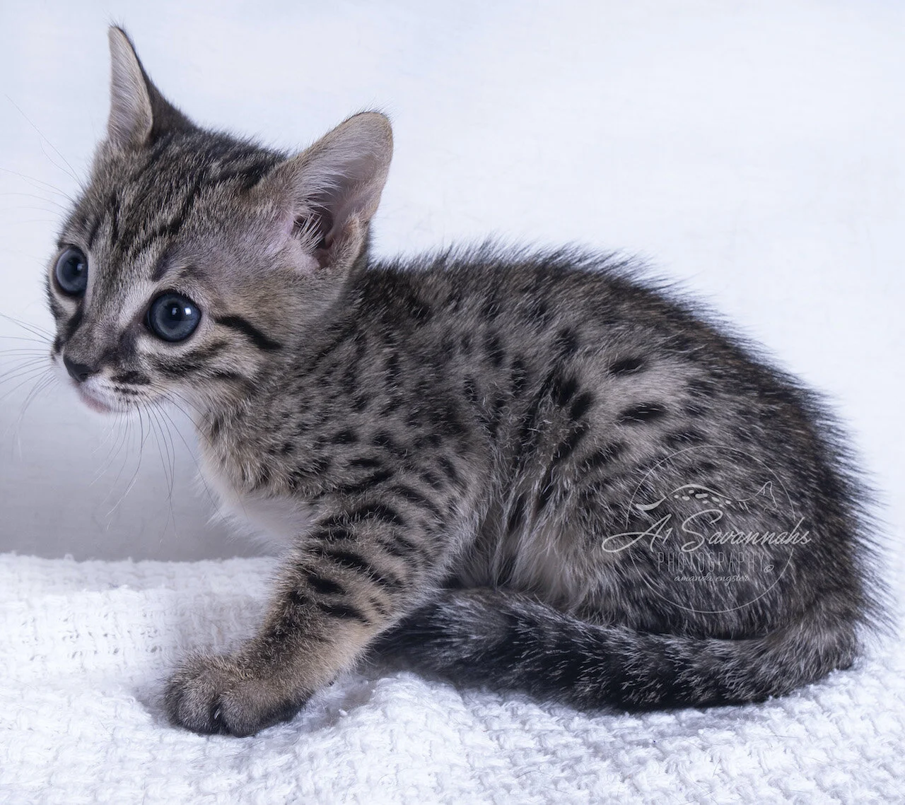 a1savannahs savannah cat kitten pet cute fluffy spots serval stripes biden obama trump F6 sale 