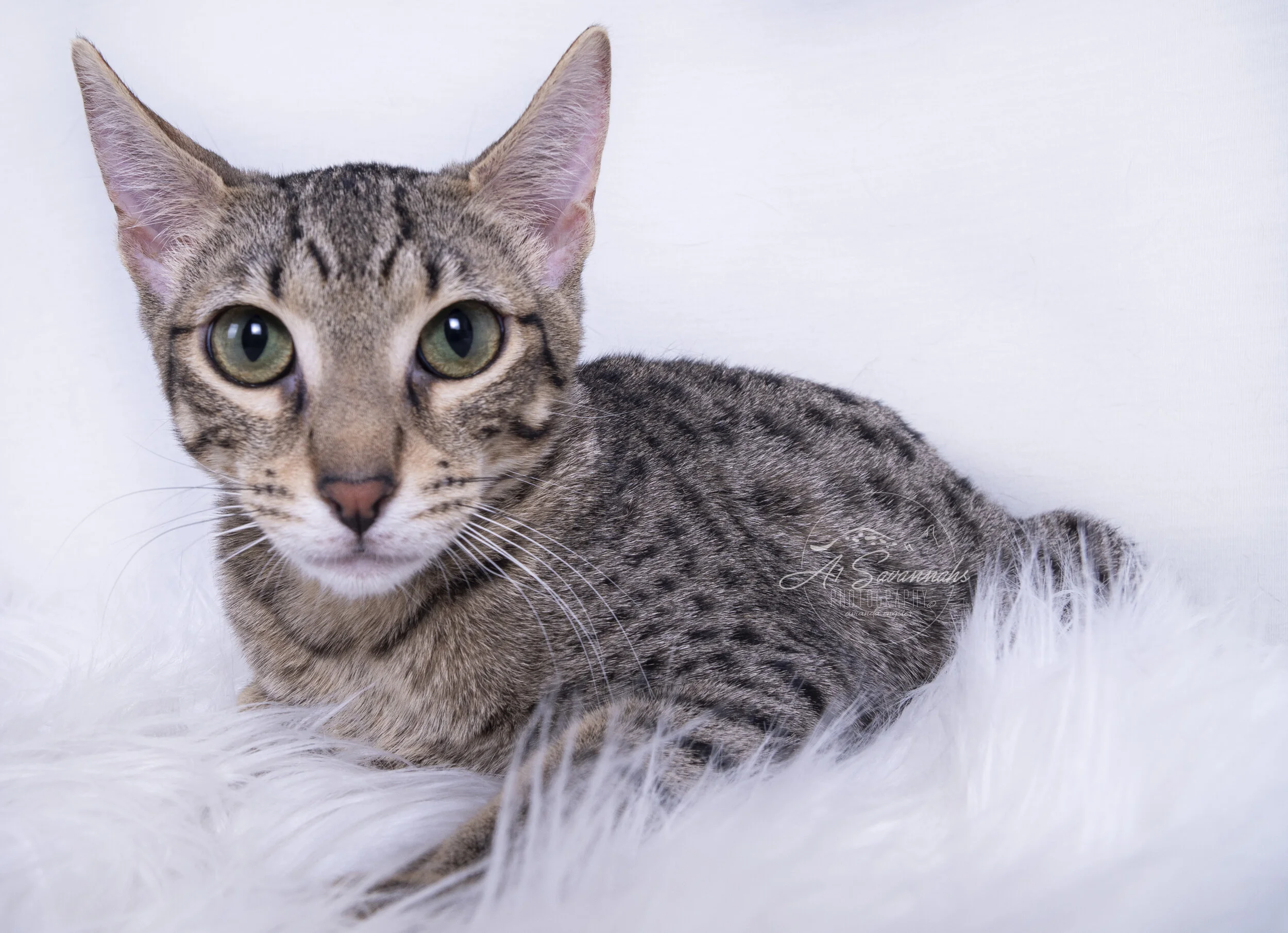 Jazzie a1saavannahs savannah cat kitten pet green eyes serval sale spots 2020 election f6