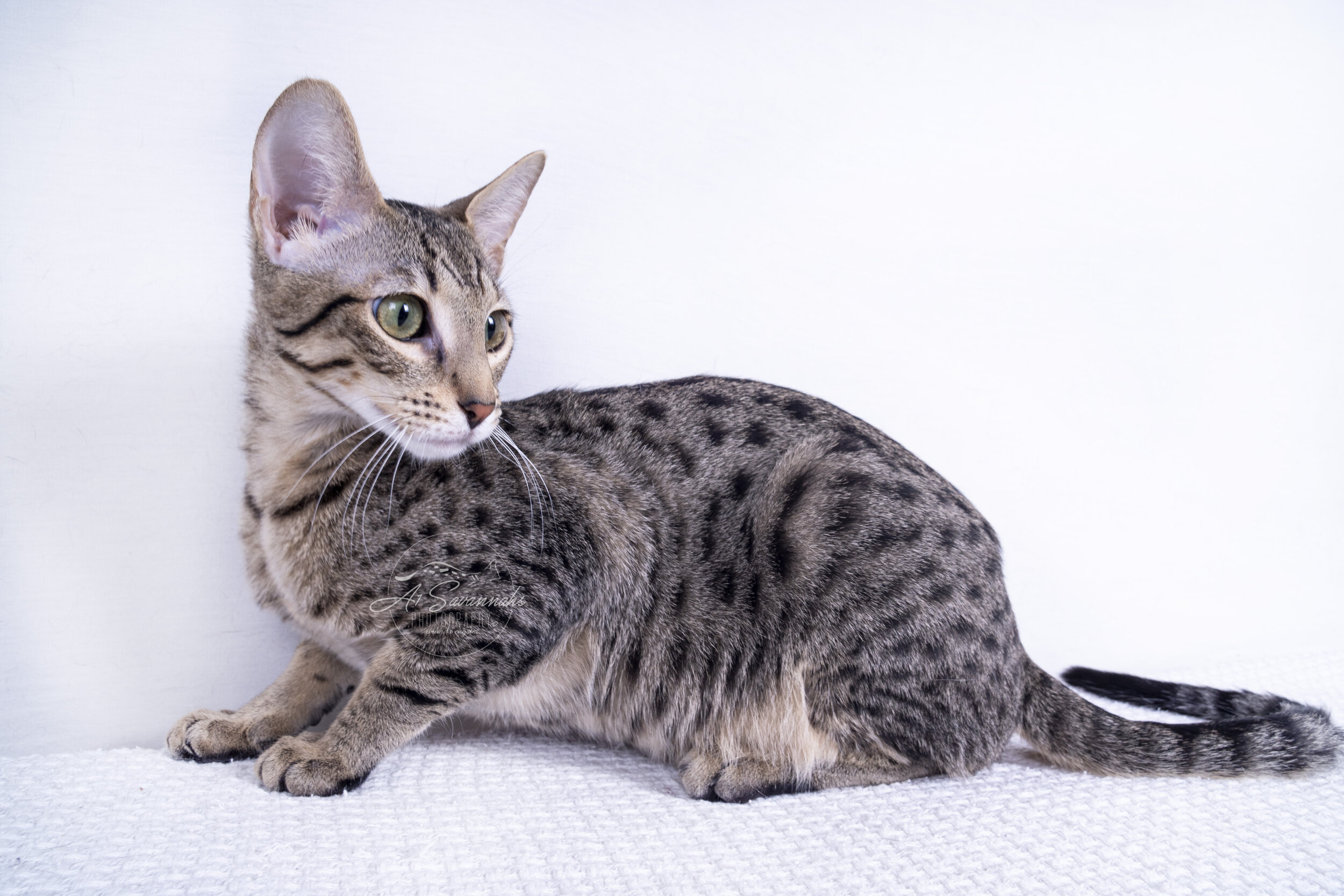 Jazzie a1saavannahs savannah cat kitten pet green eyes serval sale spots 2020 election f6