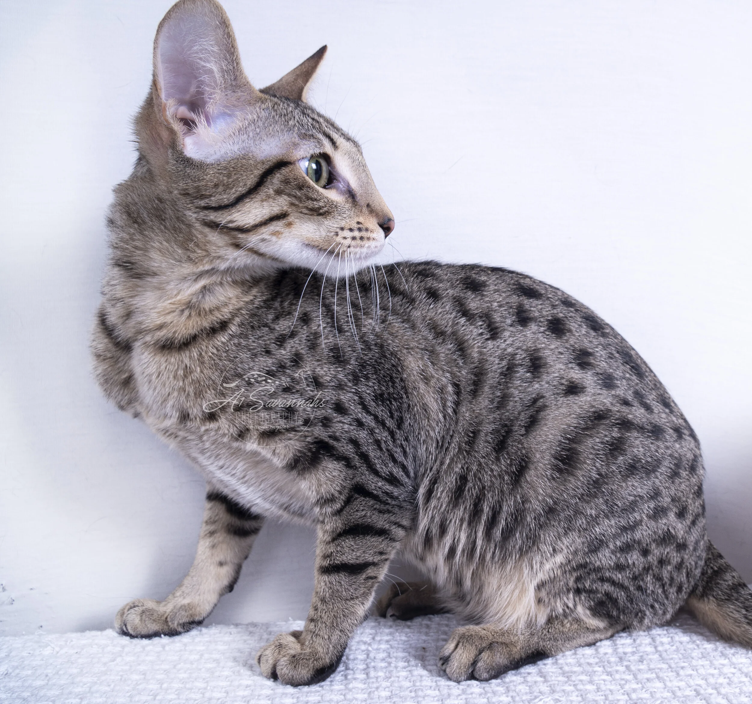 jazzie updates 1120 4.jpg