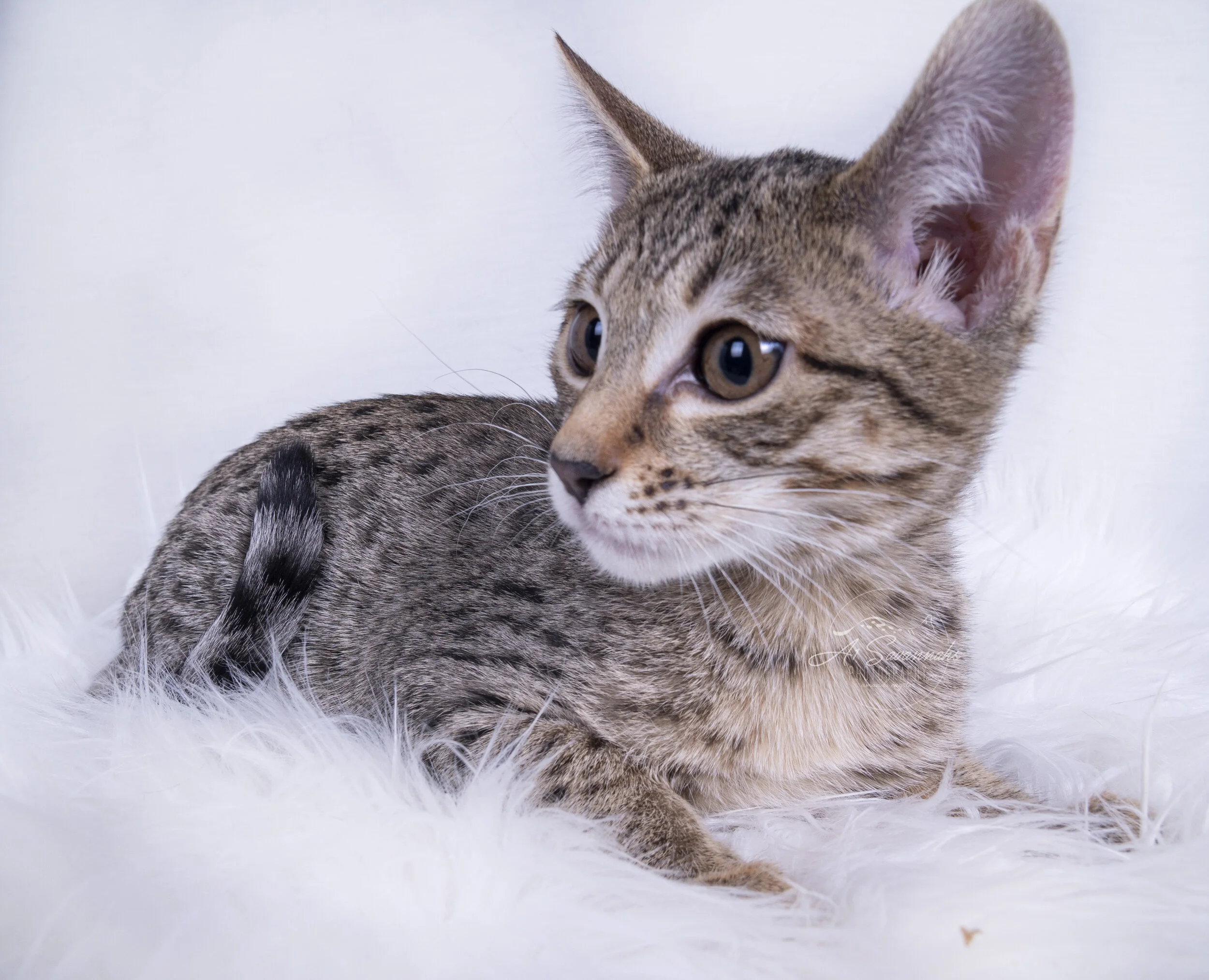 a1savannahs savannah cat kitten pet playful cute spots stripes f7 f6 serval 