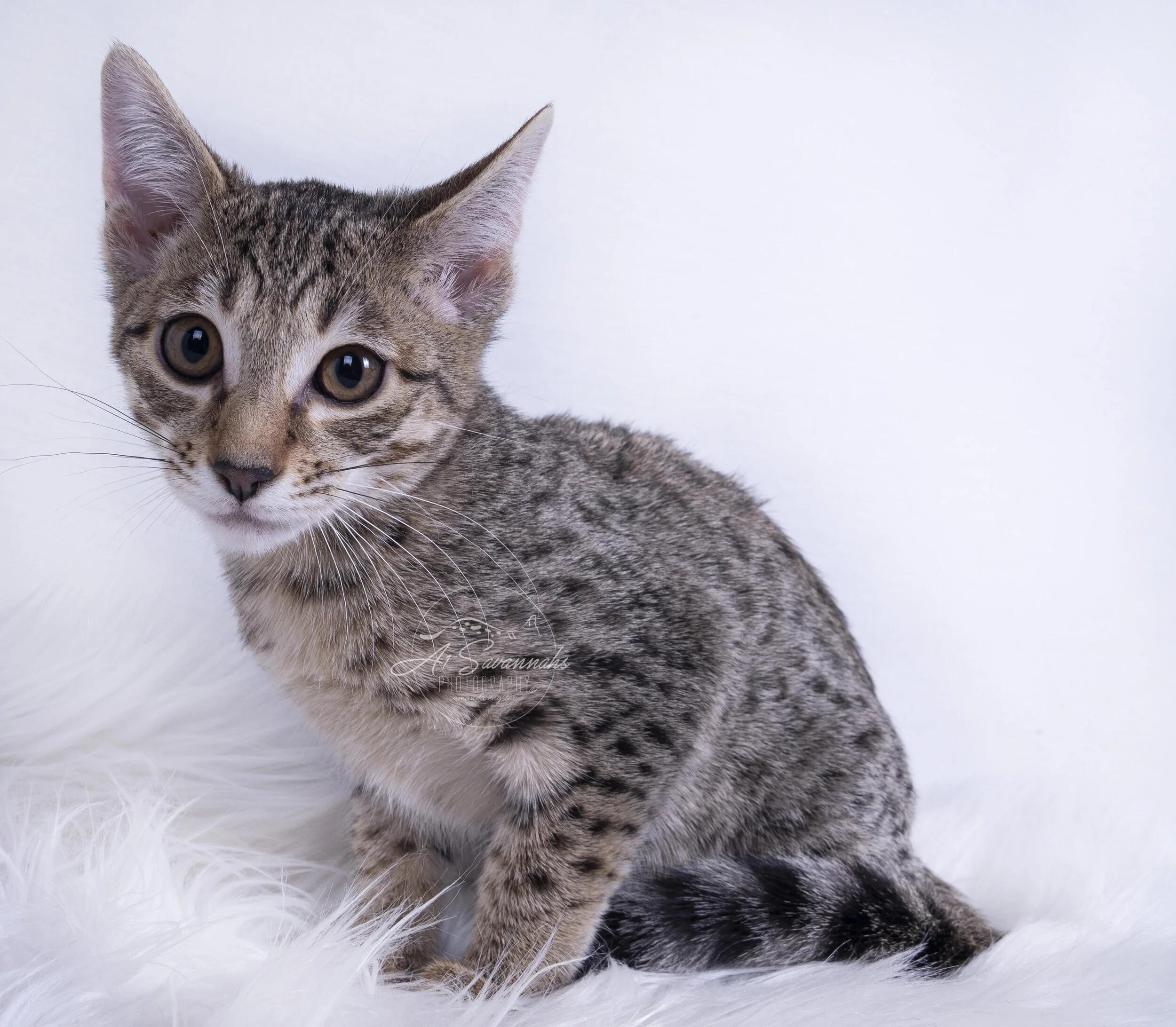 a1savannahs savannah cat kitten pet playful cute spots stripes f7 f6 serval 