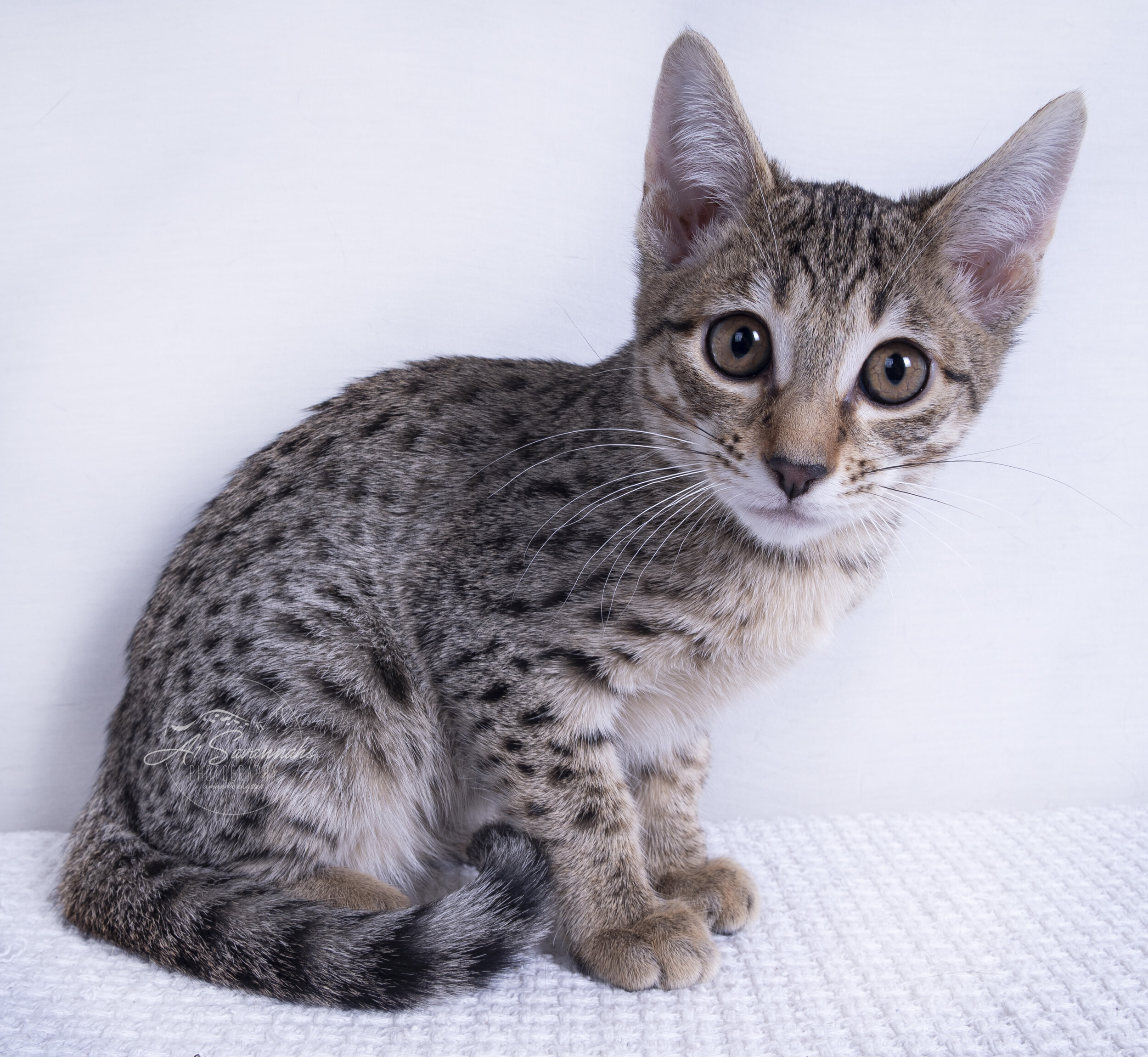 a1savannahs savannah cat kitten pet playful cute spots stripes f7 f6 serval 