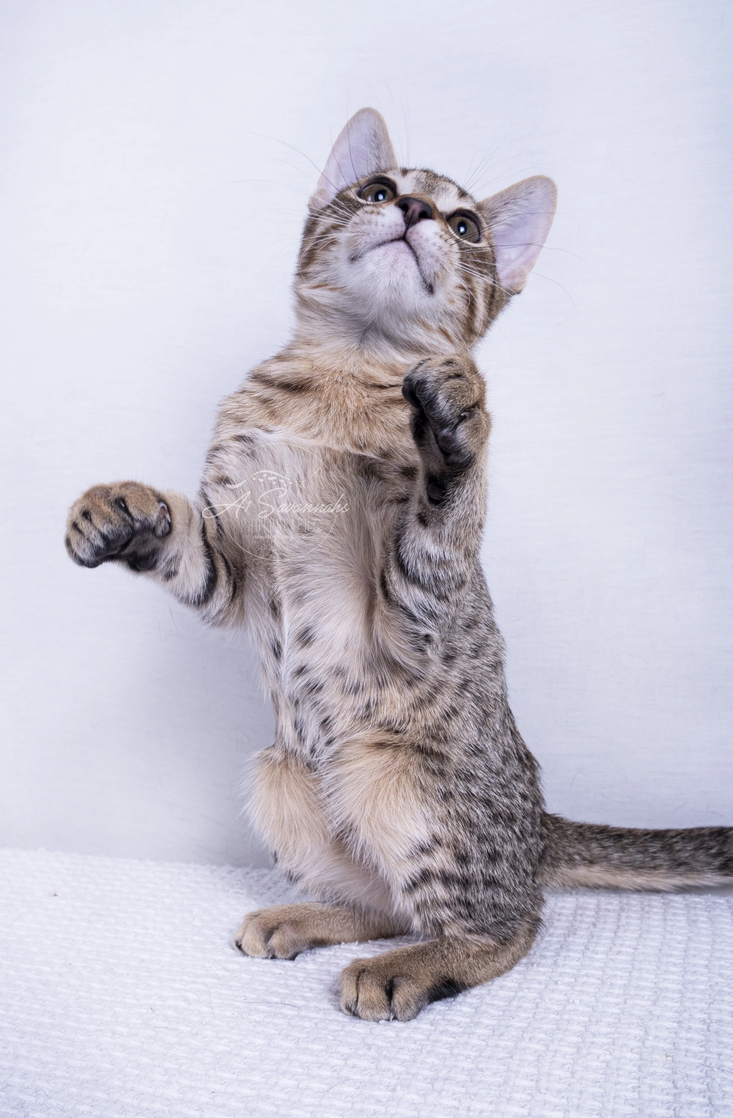 a1savannahs savannah cat kitten male f7 f6 f5 spots stripes pet playful cute cat a1 