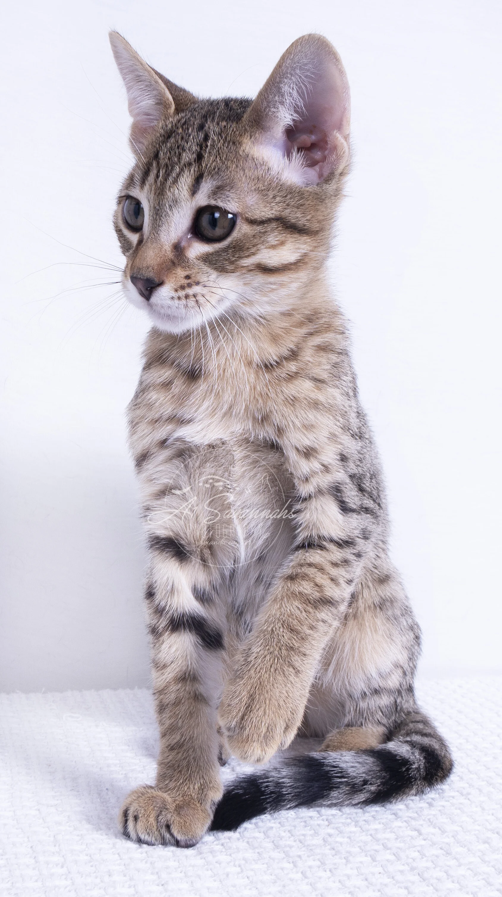 a1savannahs savannah cat kitten male f7 f6 f5 spots stripes pet playful cute cat a1 