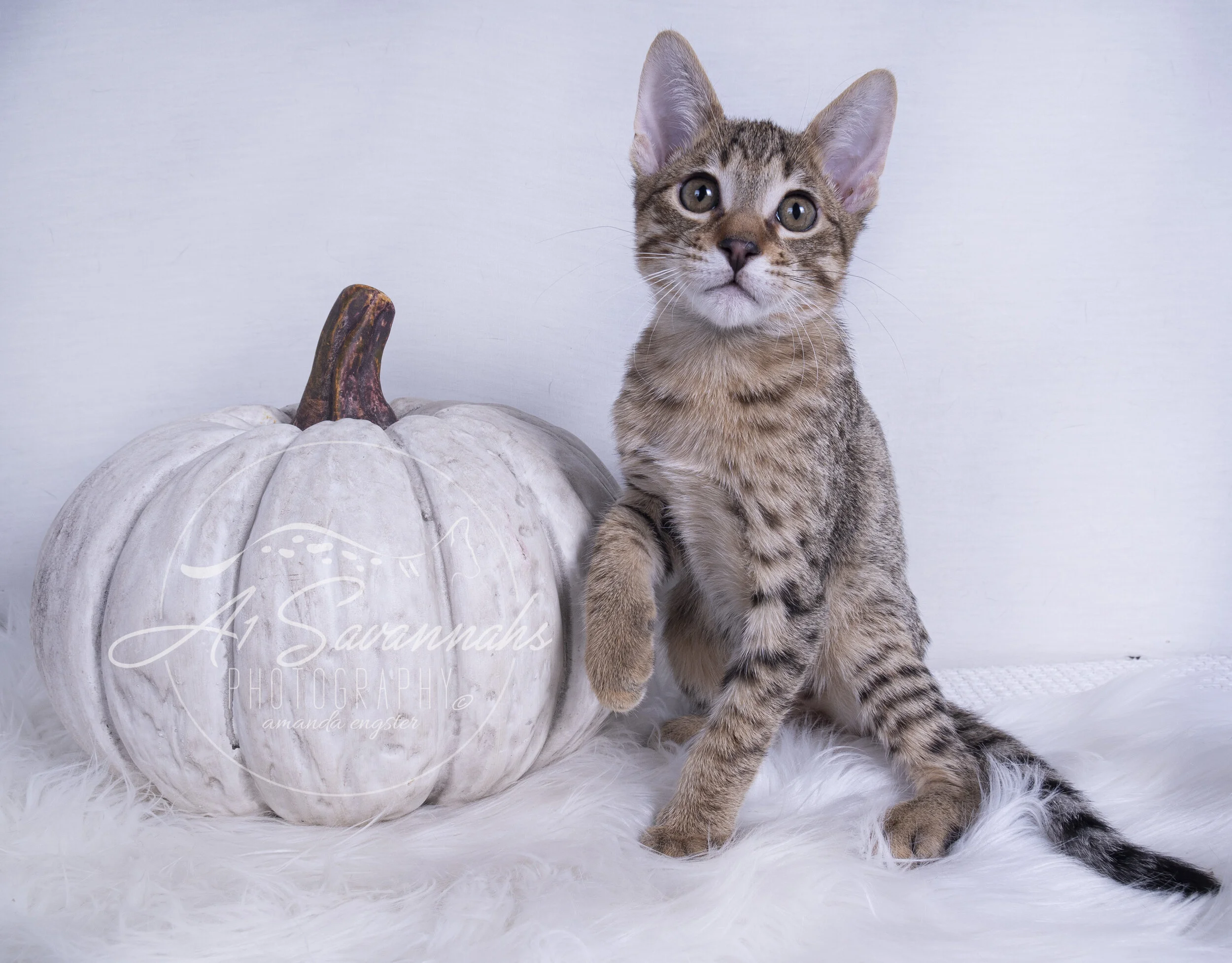 a1savannahs savannah cat kitten male f7 f6 f5 spots stripes pet playful cute cat a1 