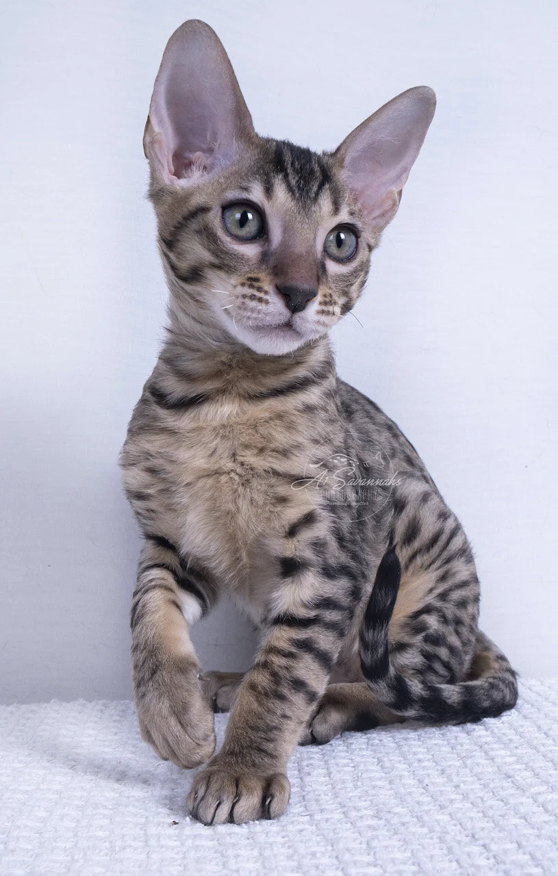 a1savannahs savannah cat kitten female f7 f6 f5 spots stripes pet playful cute cat a1 