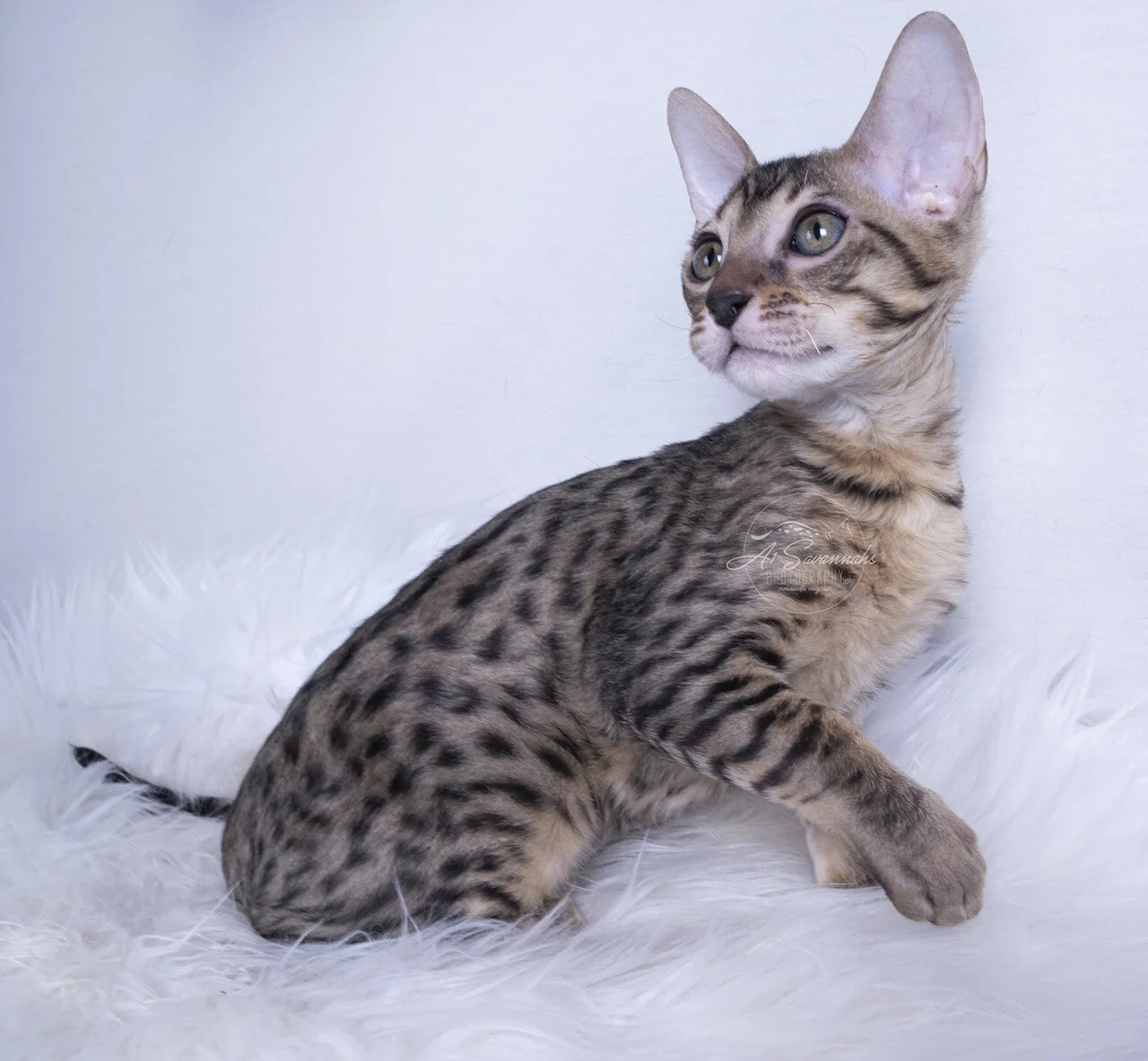 a1savannahs savannah cat kitten female f7 f6 f5 spots stripes pet playful cute cat a1 