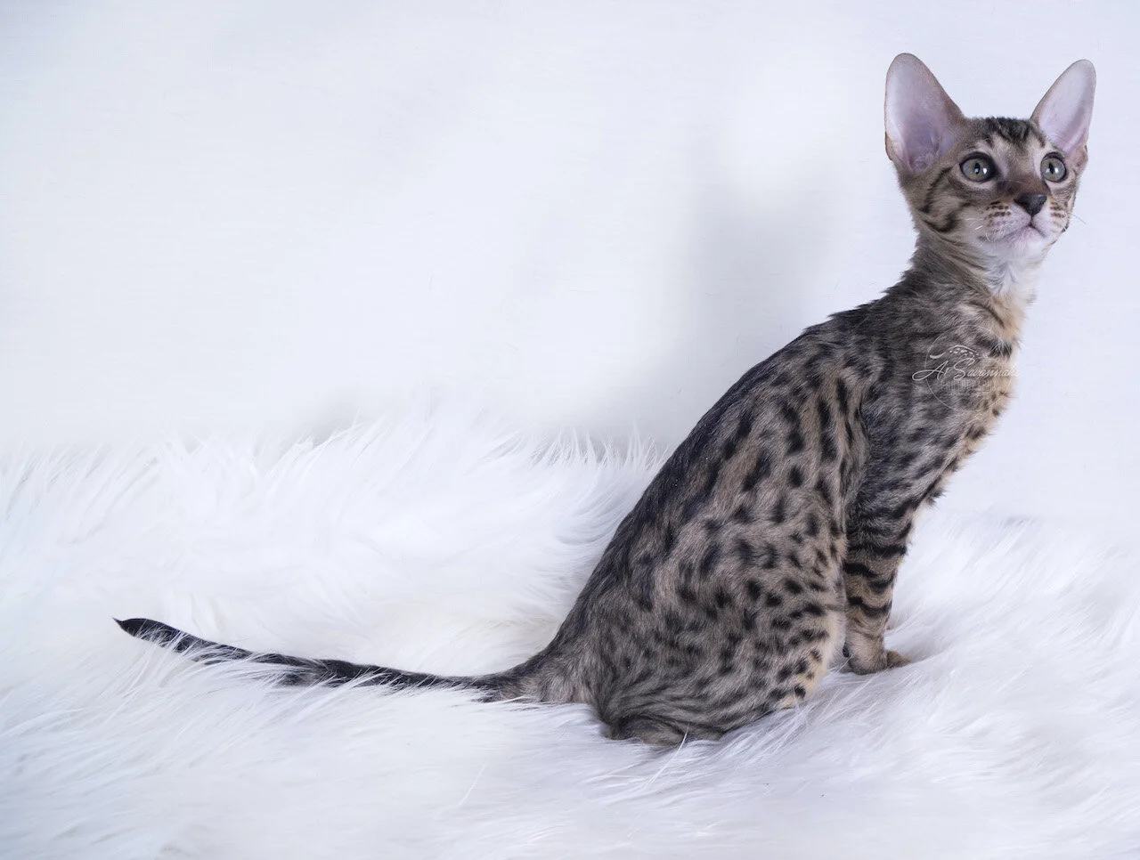 a1savannahs savannah cat kitten female f7 f6 f5 spots stripes pet playful cute cat a1 