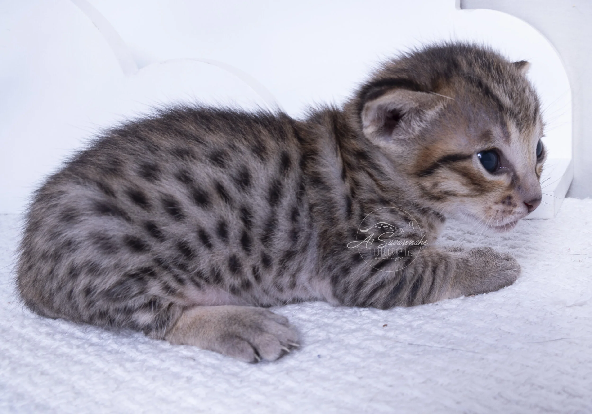 F6 Savannah Savannahs A1Savannahs Kitten cat pet male spots serval stripes cute small fluffy biden trump 2020 