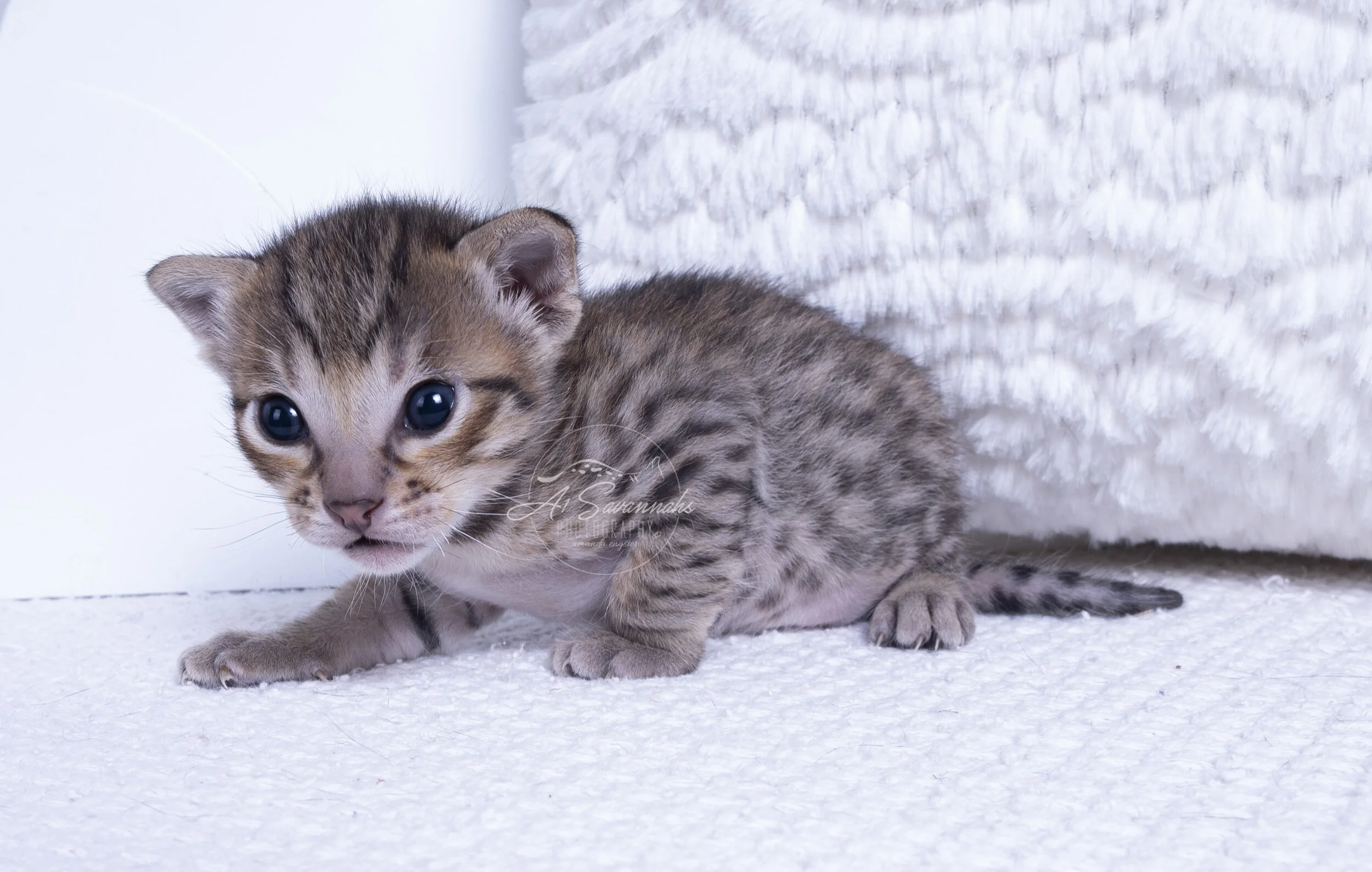 F6 Savannah Savannahs A1Savannahs Kitten cat pet male spots serval stripes cute small fluffy biden trump 2020 