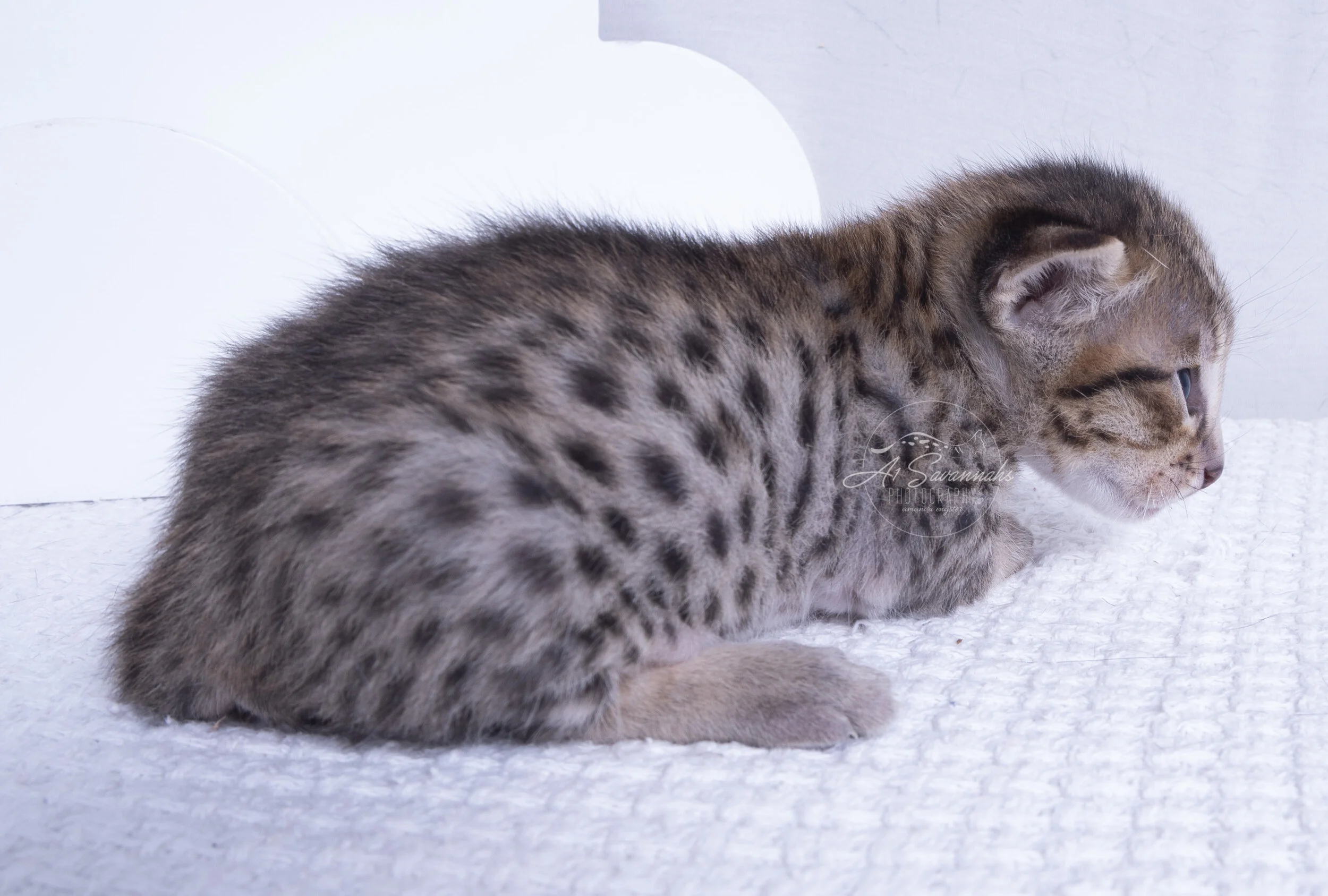 F6 Savannah Savannahs A1Savannahs Kitten cat pet male spots serval stripes cute small fluffy biden trump 2020 