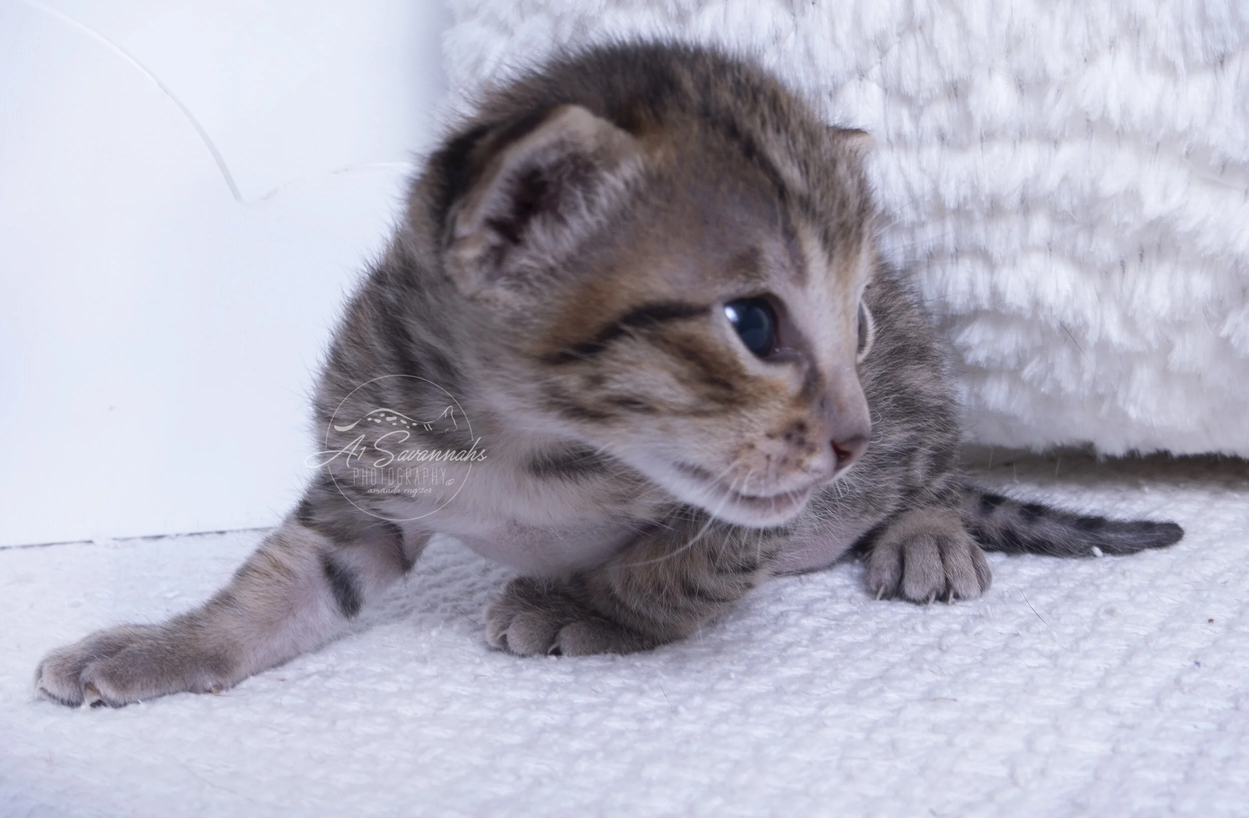 F6 Savannah Savannahs A1Savannahs Kitten cat pet male spots serval stripes cute small fluffy biden trump 2020 